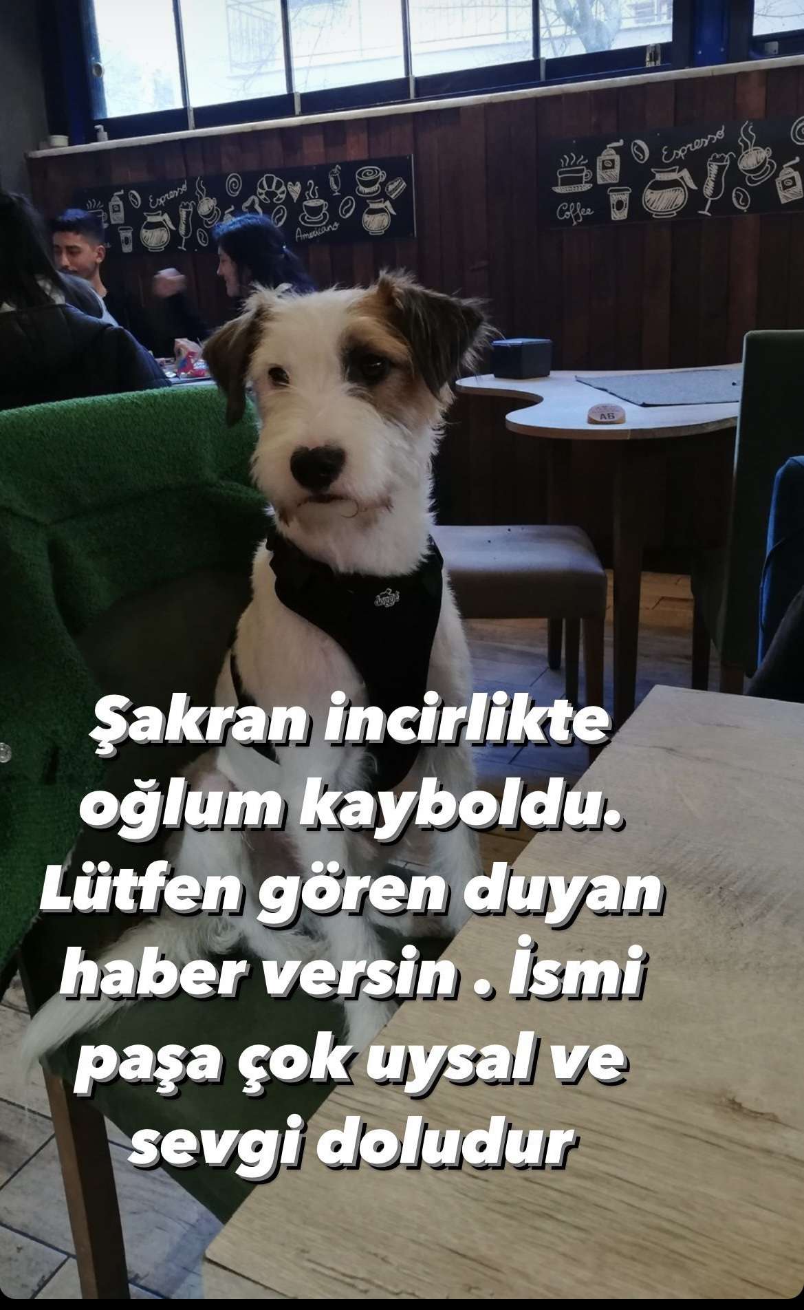 Terrier cinsi 7-8 yaşlarında oğlum “Paşa” 2 gündür kayıp. Lütfen bulan varsa ulaşsın