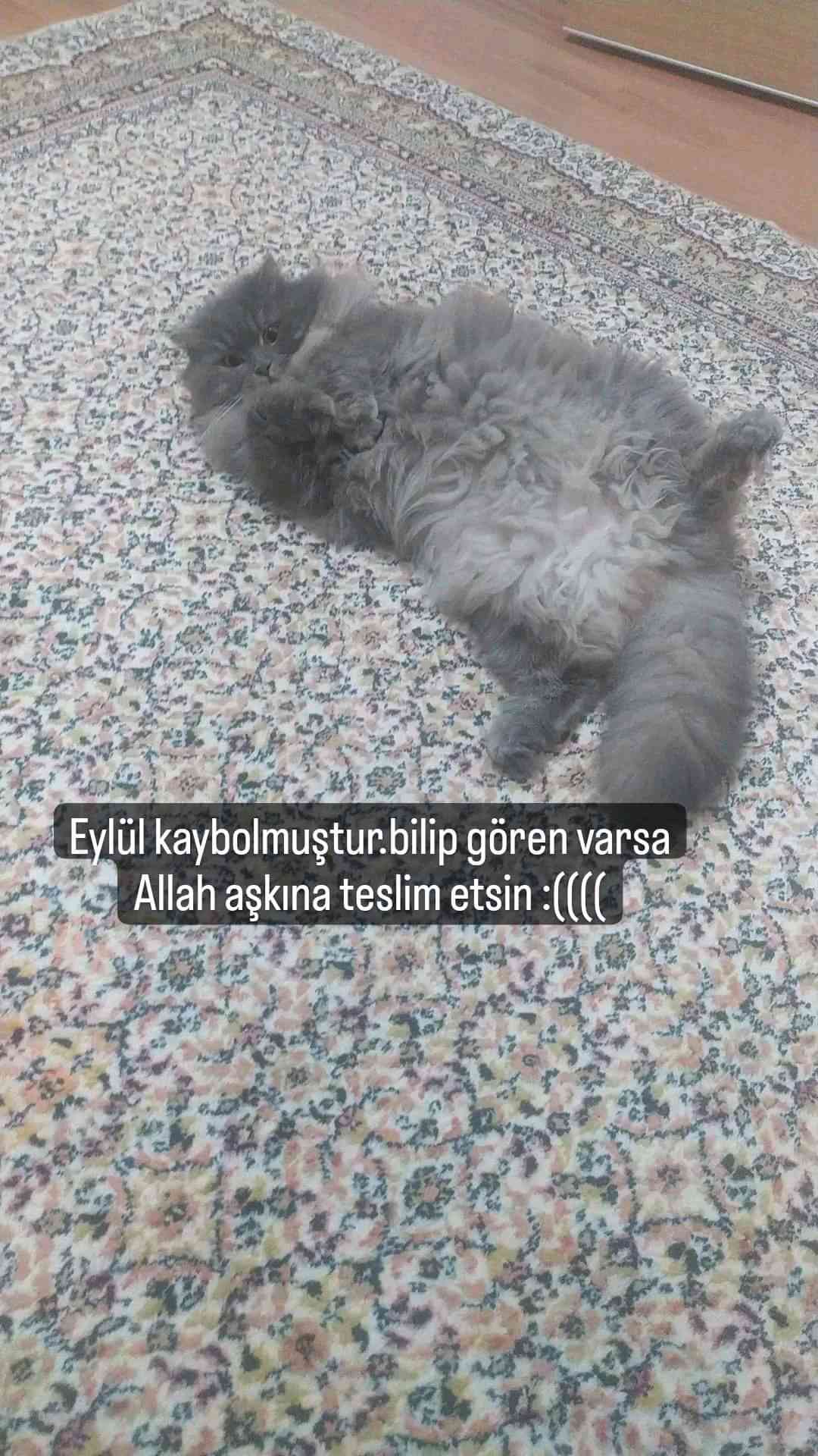 kedi kaybı