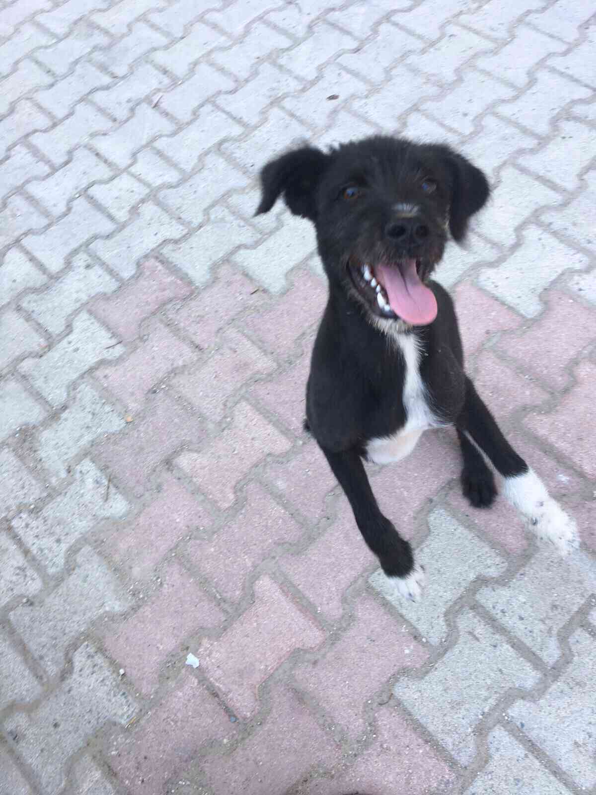 Bu miniği Mersin Tece�de bulduk, sahibini arıyoruz Gören Duyan