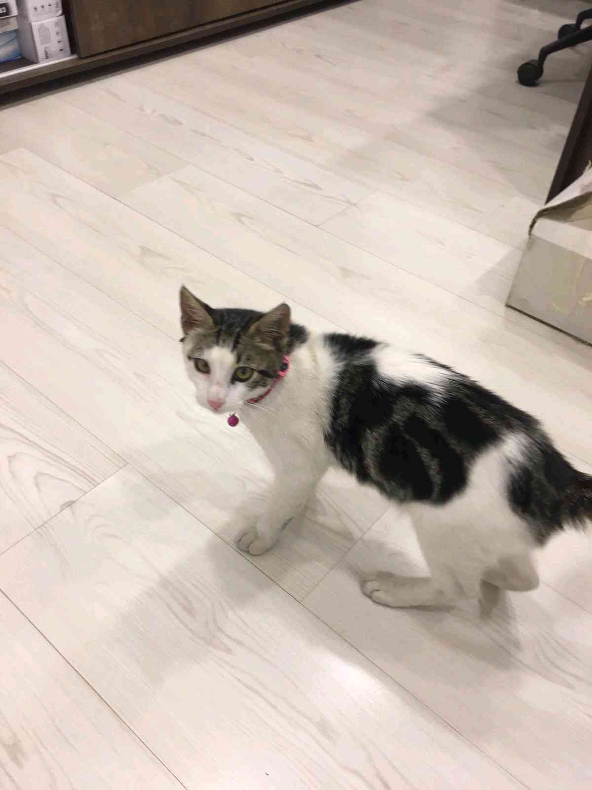 kedi bulduk Gören Duyan