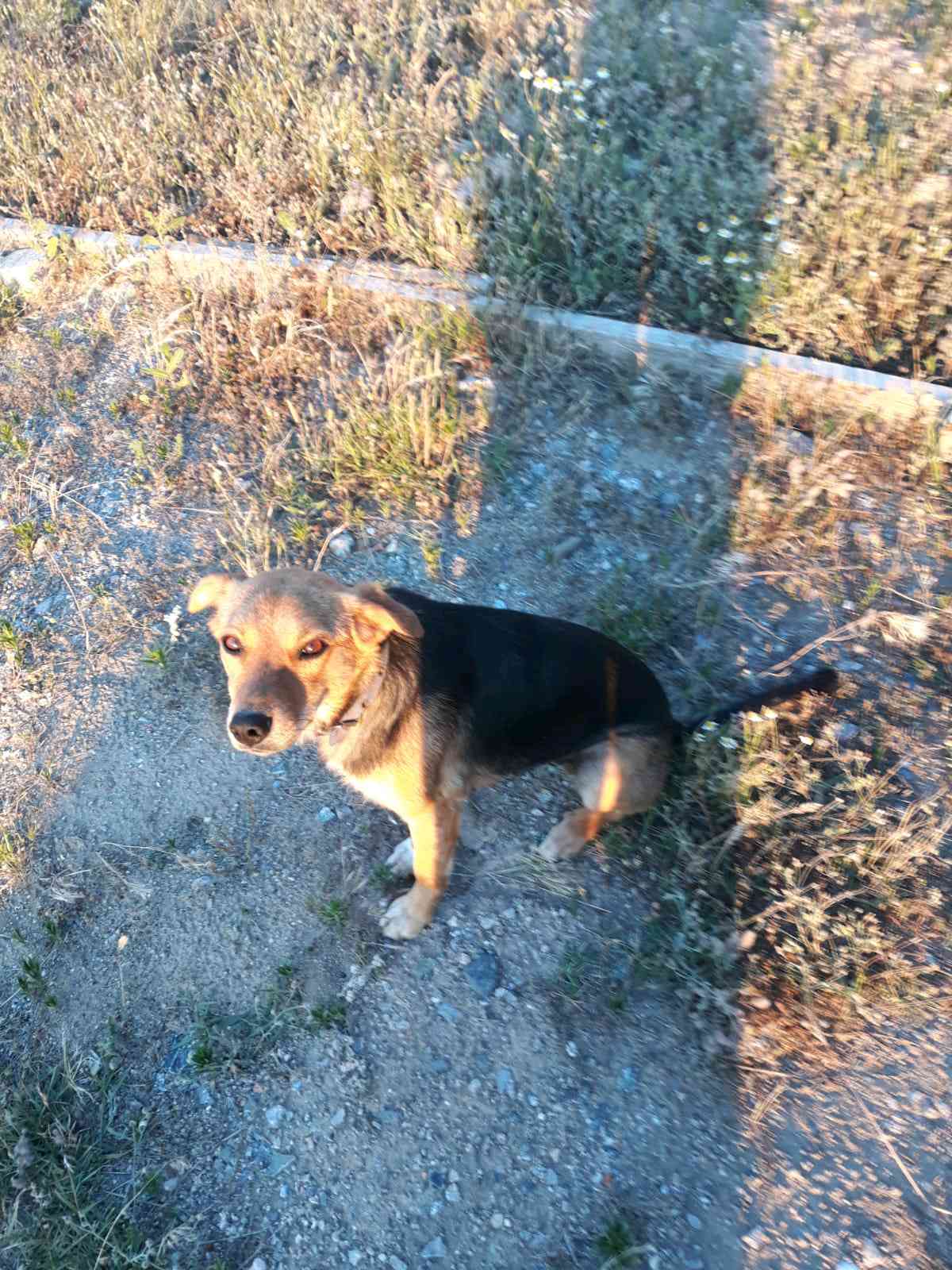 Balıkesir Edremit Havran Köpeğimiz Kayıp! 