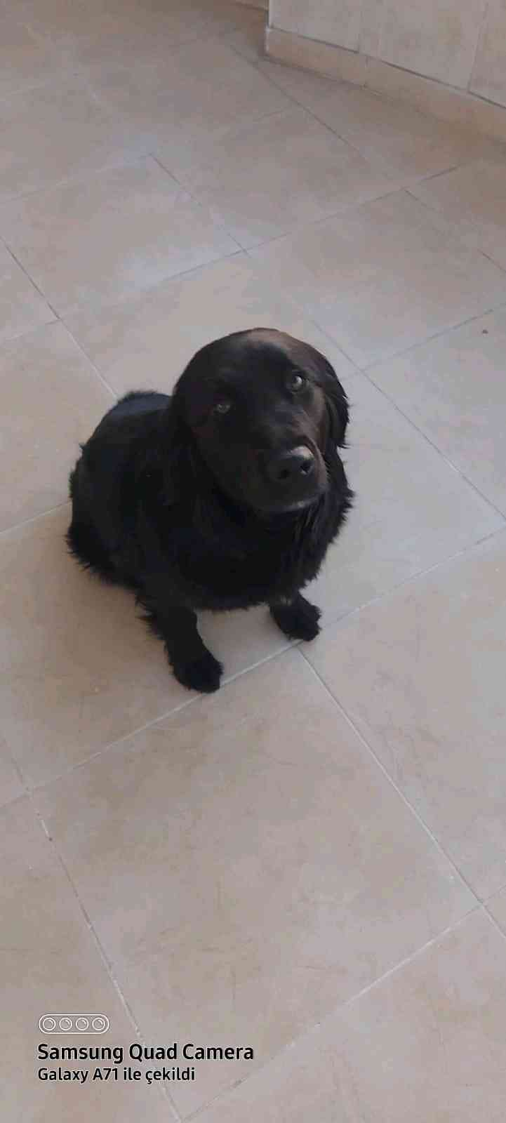 mersin yayla yolunda köpeğimi kaybettim siyah renkte