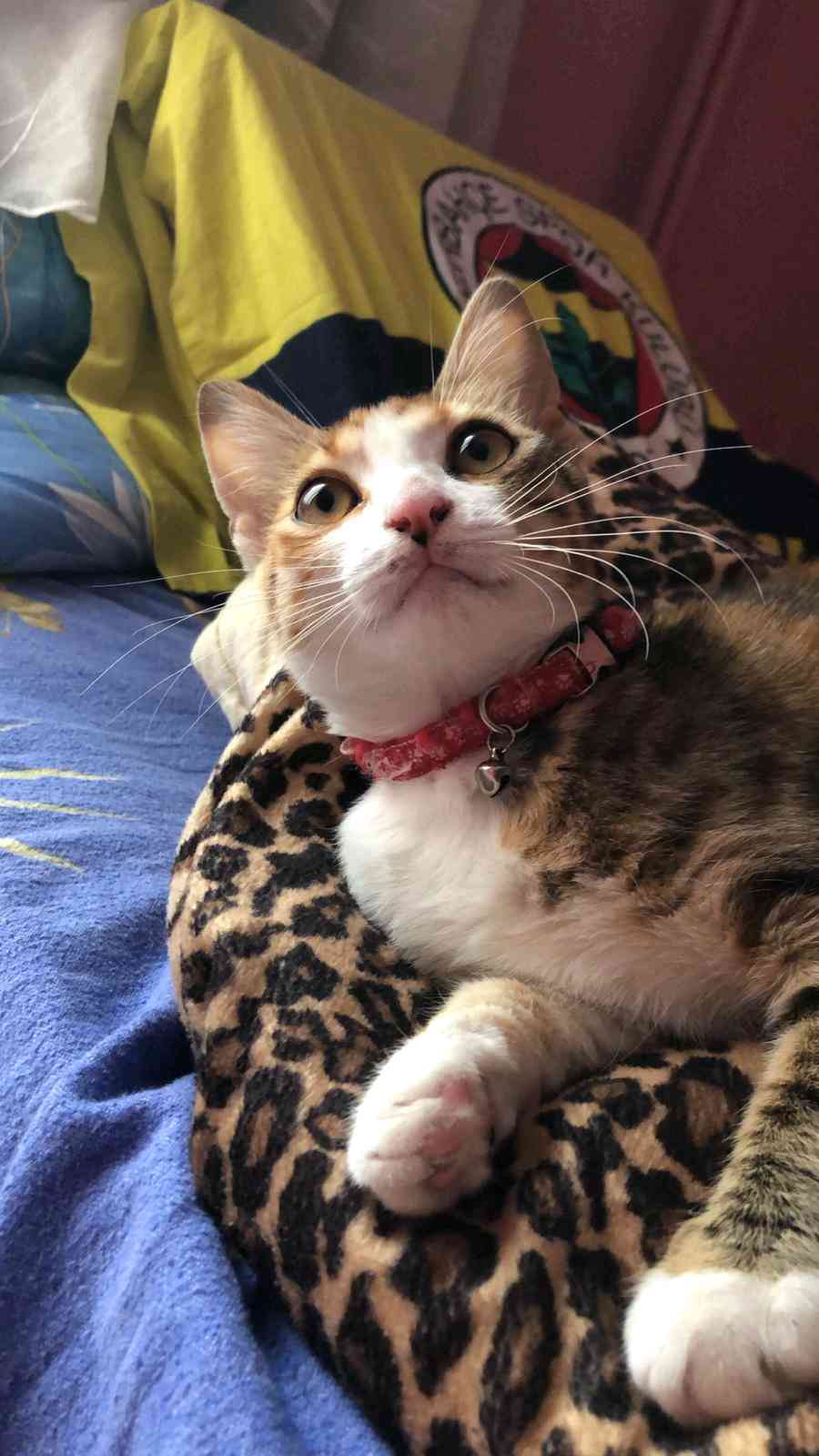 Kayıp Kedi İlanı 6249 Gören Duyan