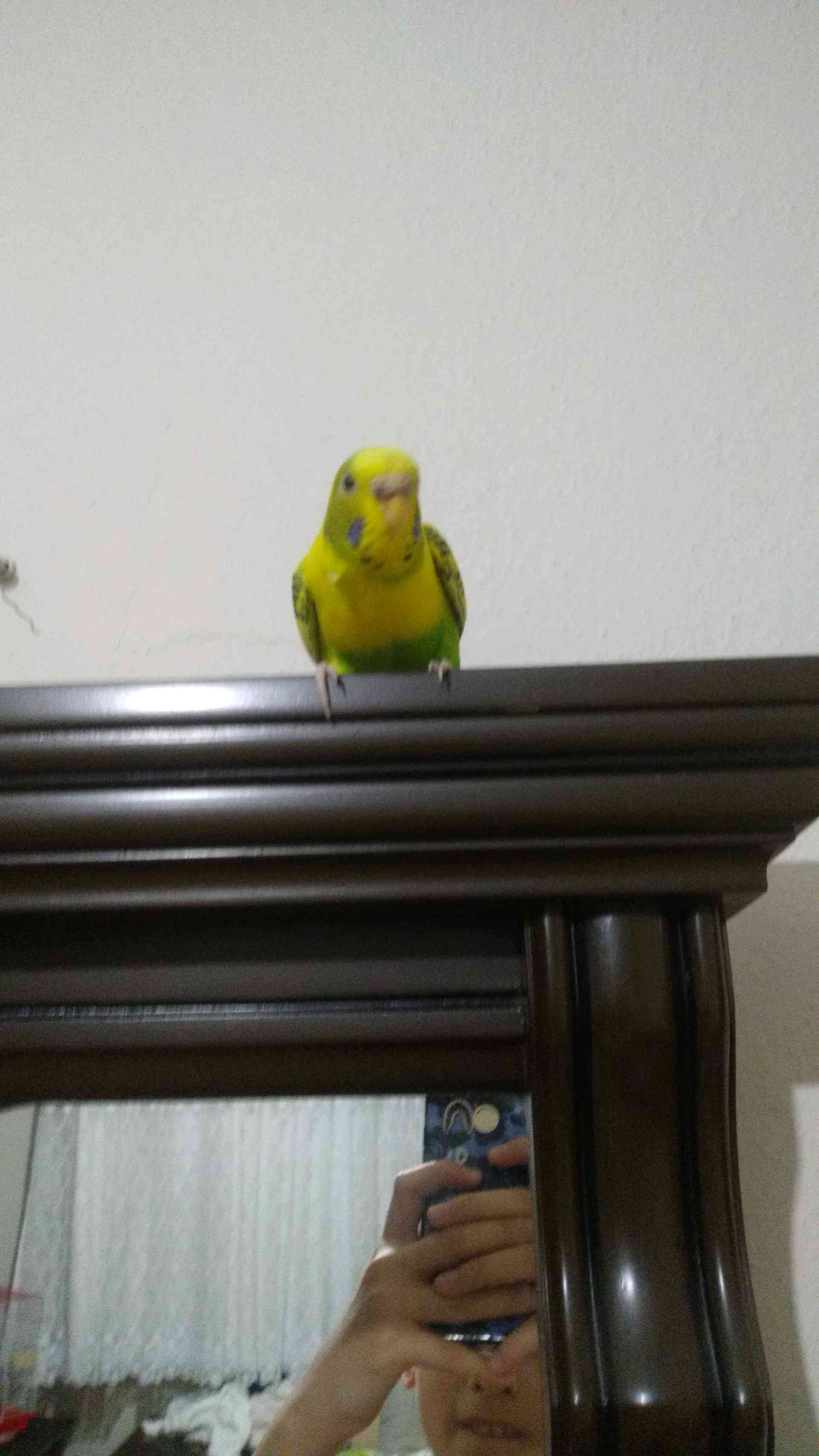 Bursa Osmangazi de sarı yeşil renkli muhabbet kuşu 