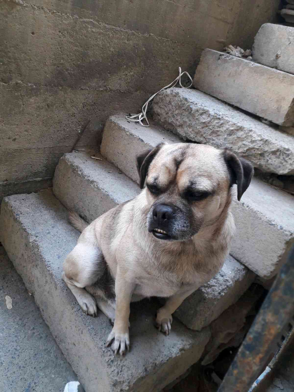 5 gün önce Aile fedinden biridi ona köpek demezdik kayi