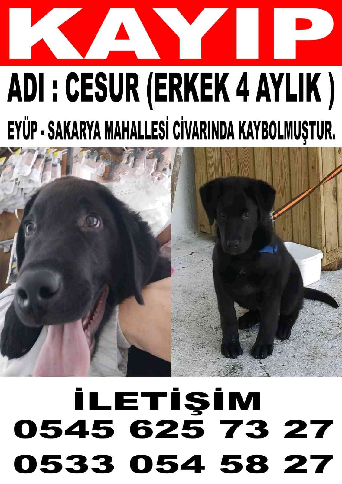 Kayıp Siyah Köpek