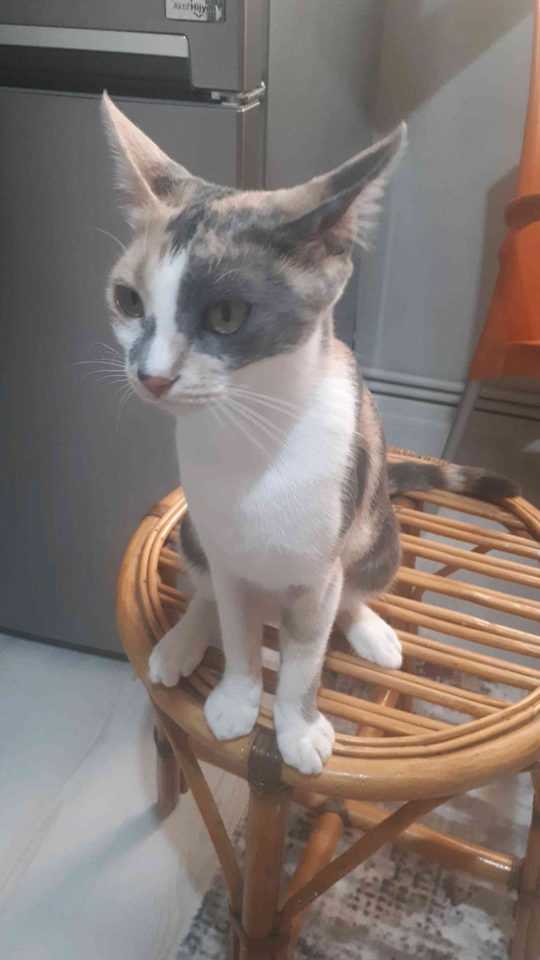 İzmir Gaziemir'de kayıp tekir kedi