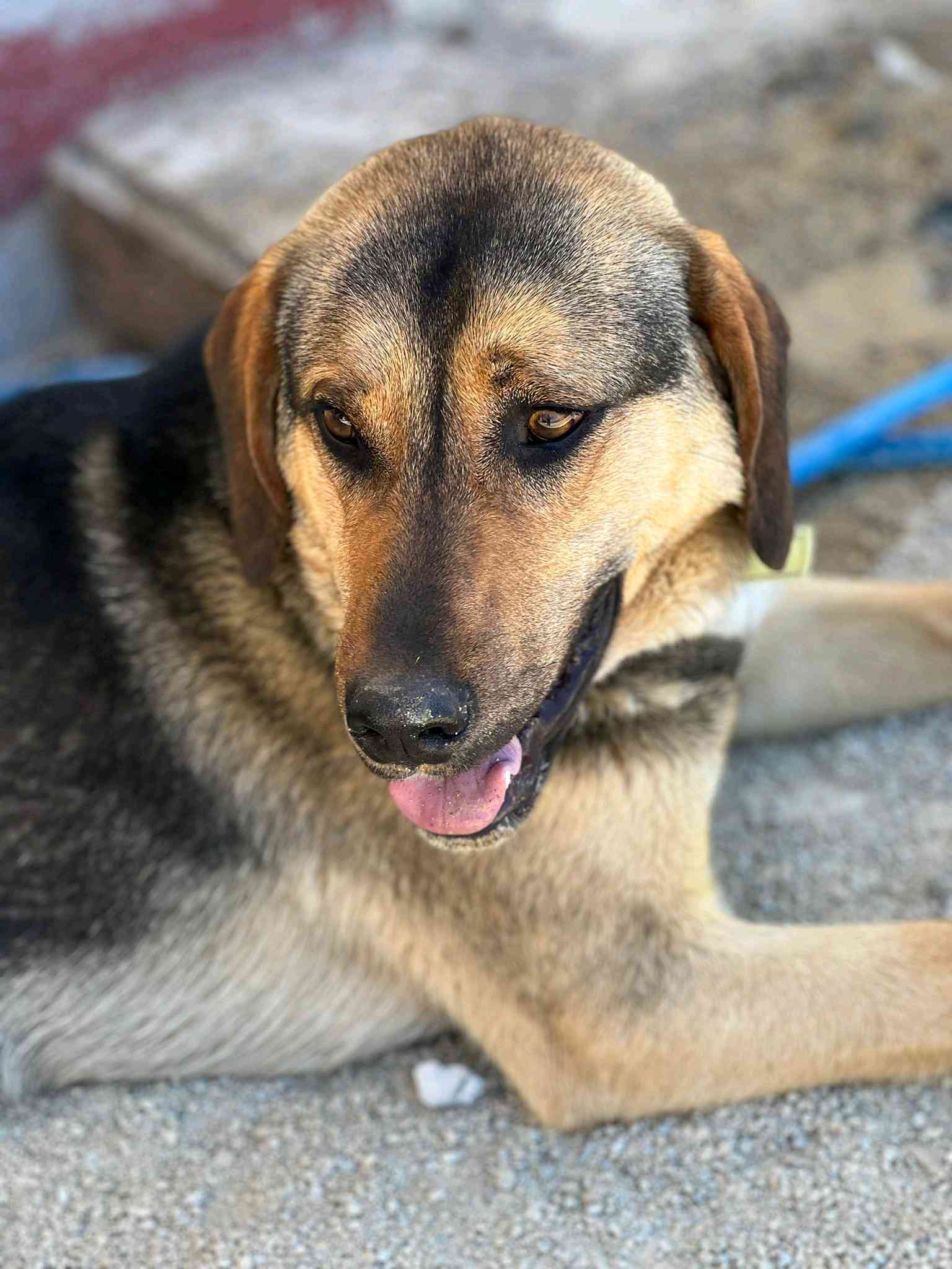 köpeğim rexs kayip bulana ÖDÜL verilecek