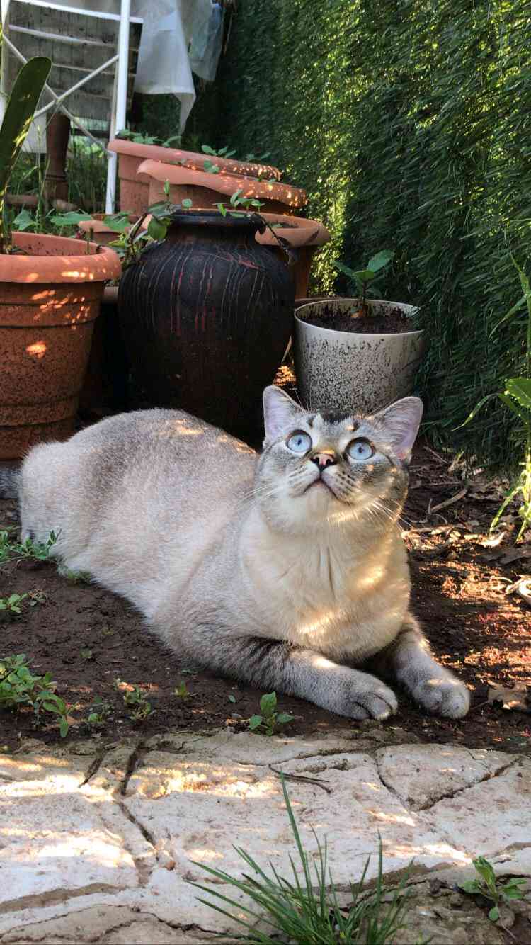 Açık gri ,Mavi gözlü kilolu cins kedi KoCAELİ BAŞİSKELE