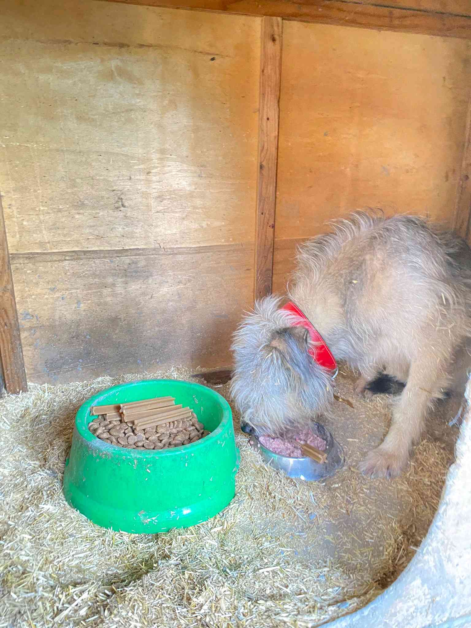 kayıp köpeğimi bulana 1000 $ ödül 