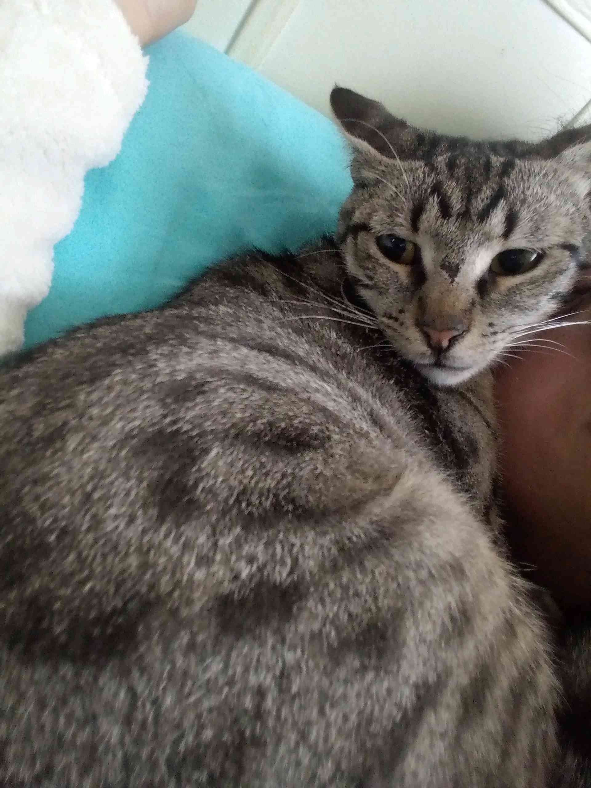 Kayıp Kedi Gören Duyan