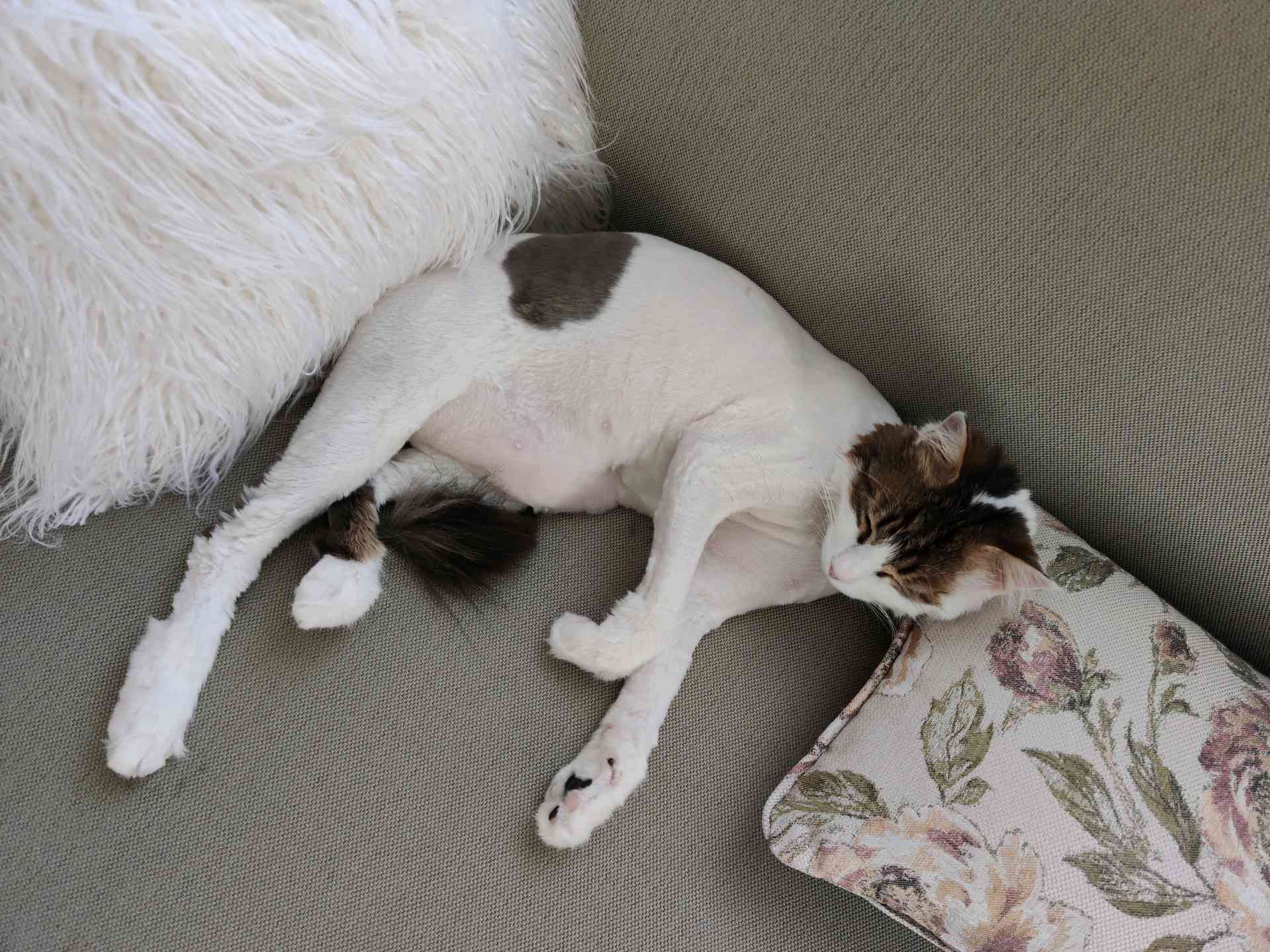 Kırıkkale Yaylacık kayip kedi Gören Duyan