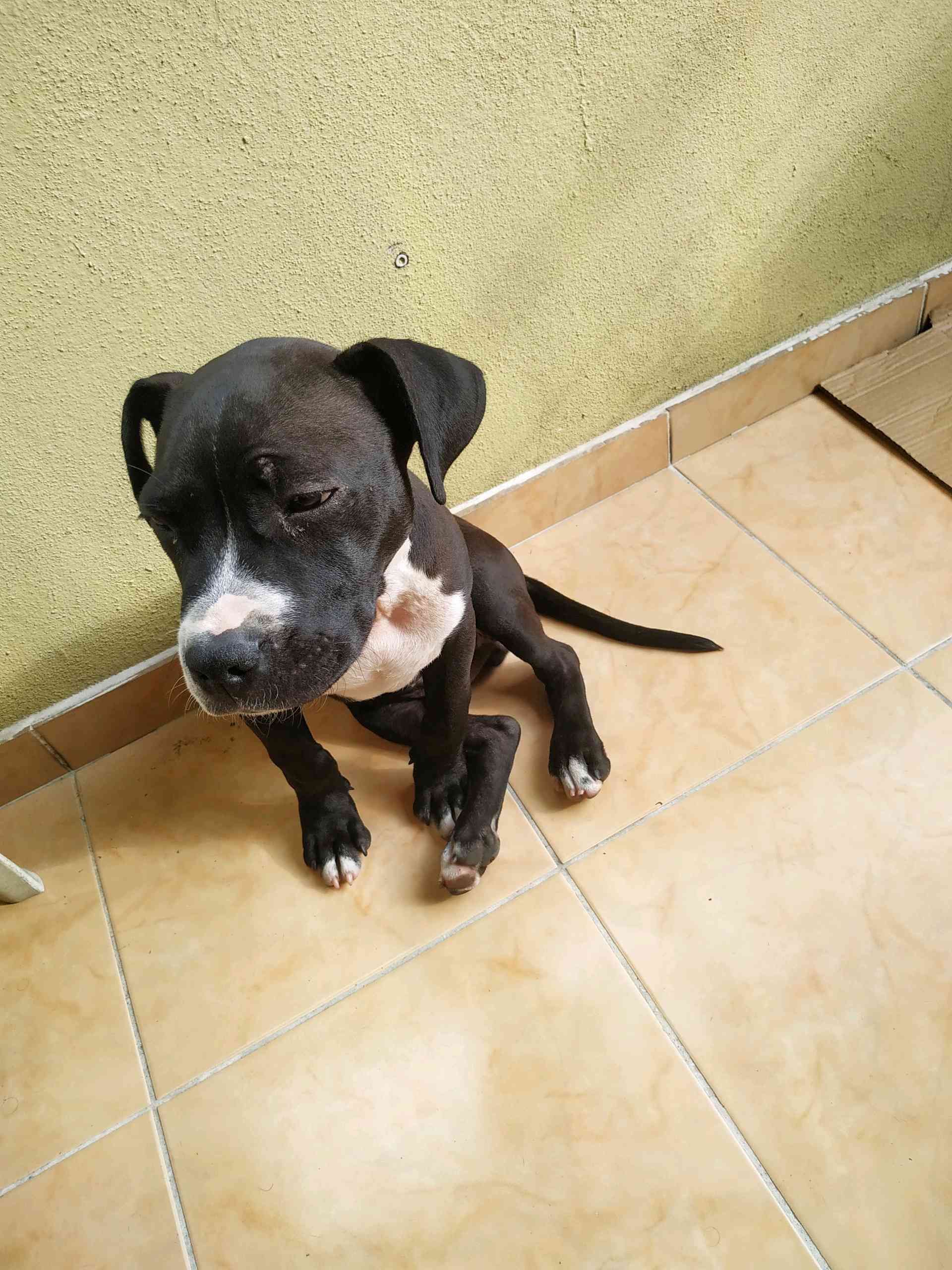 yavru pitbull ublundu