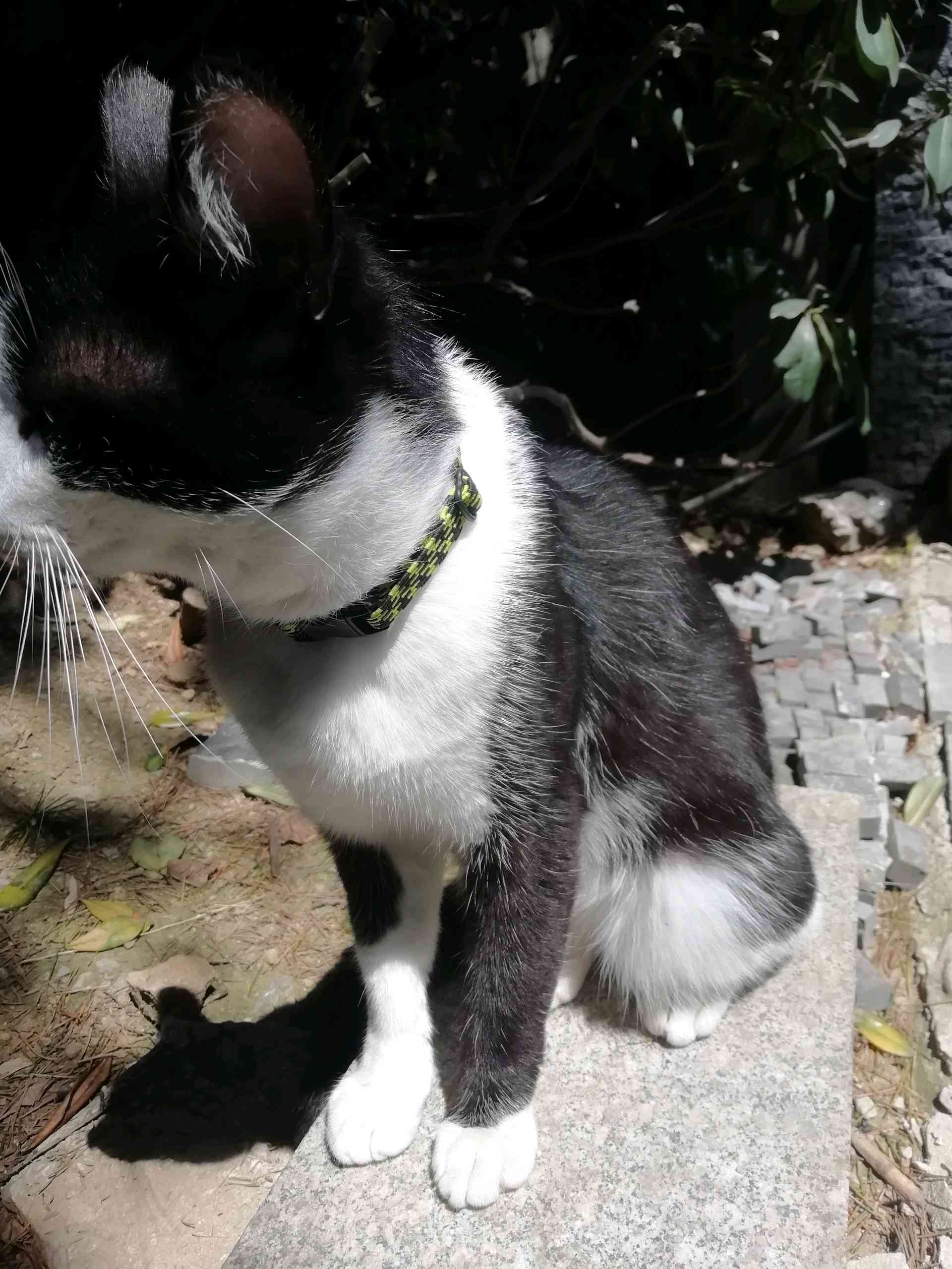 Bulunan kedi İlanı 5794 Gören Duyan