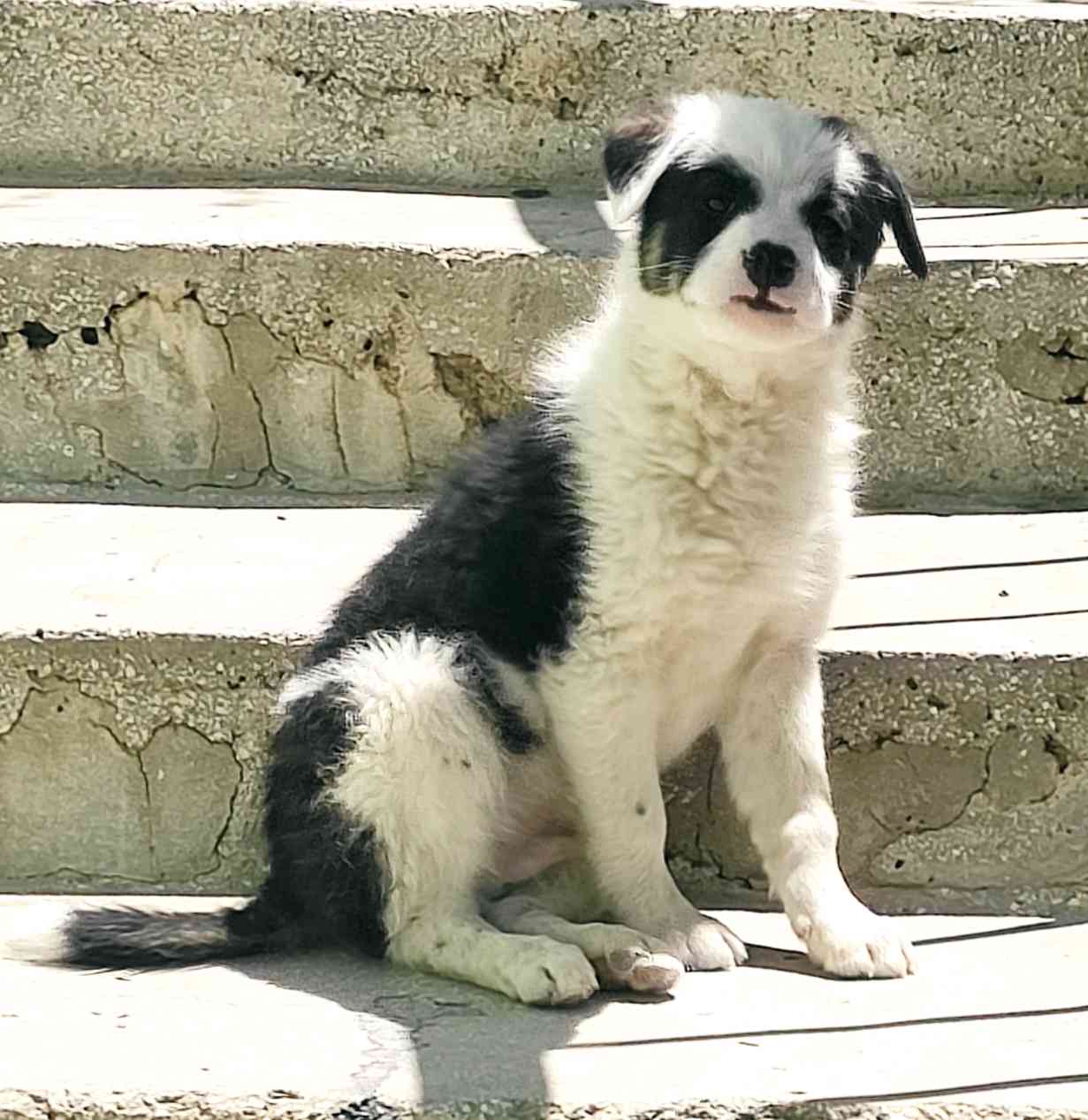 Konya Ereğli'de Siyah-beyaz renkli Paşa köpeğim Kaybold