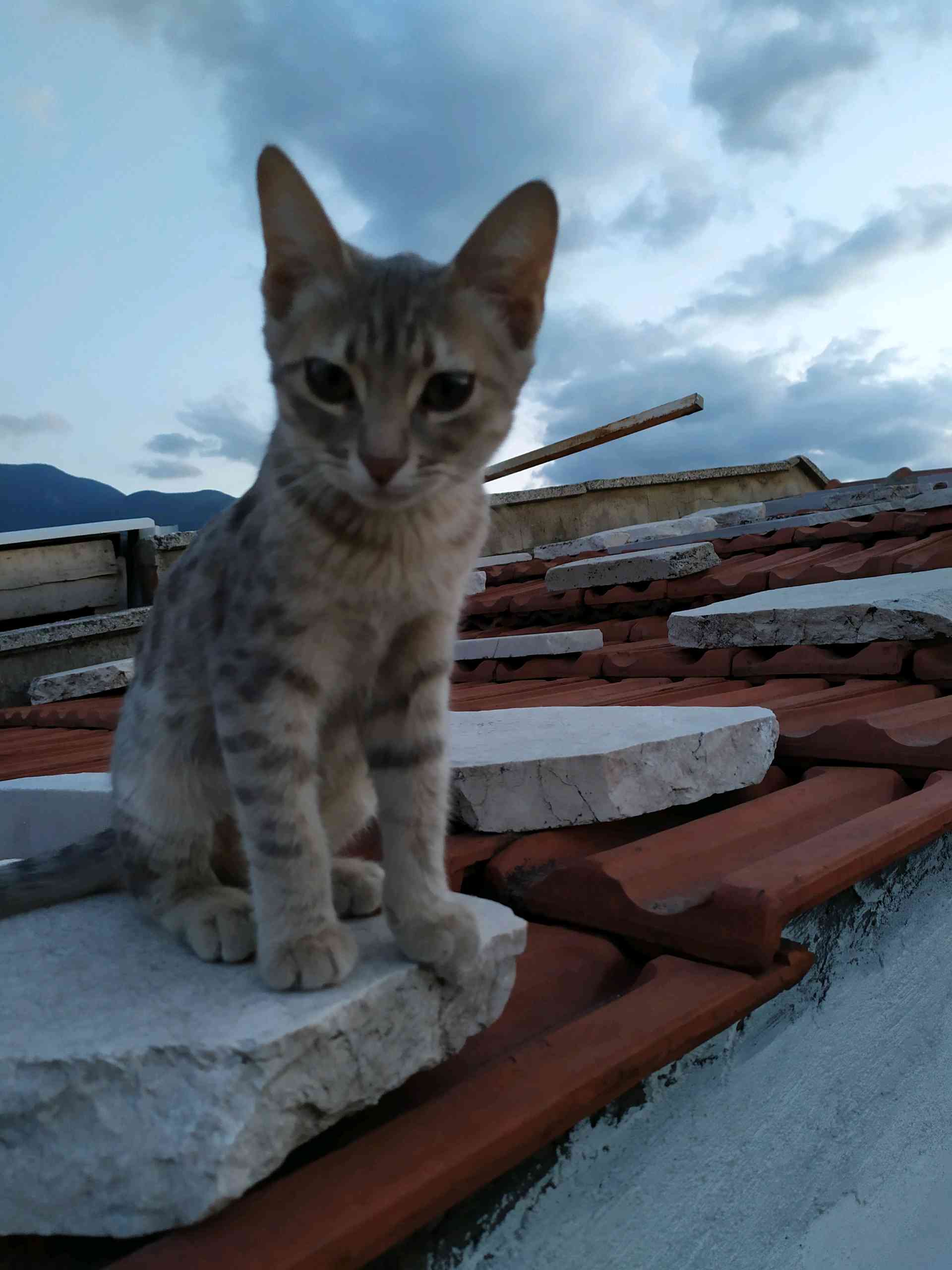 Bursa'da 4,5 aylık gri renk tekir kedimiz kayboldu.