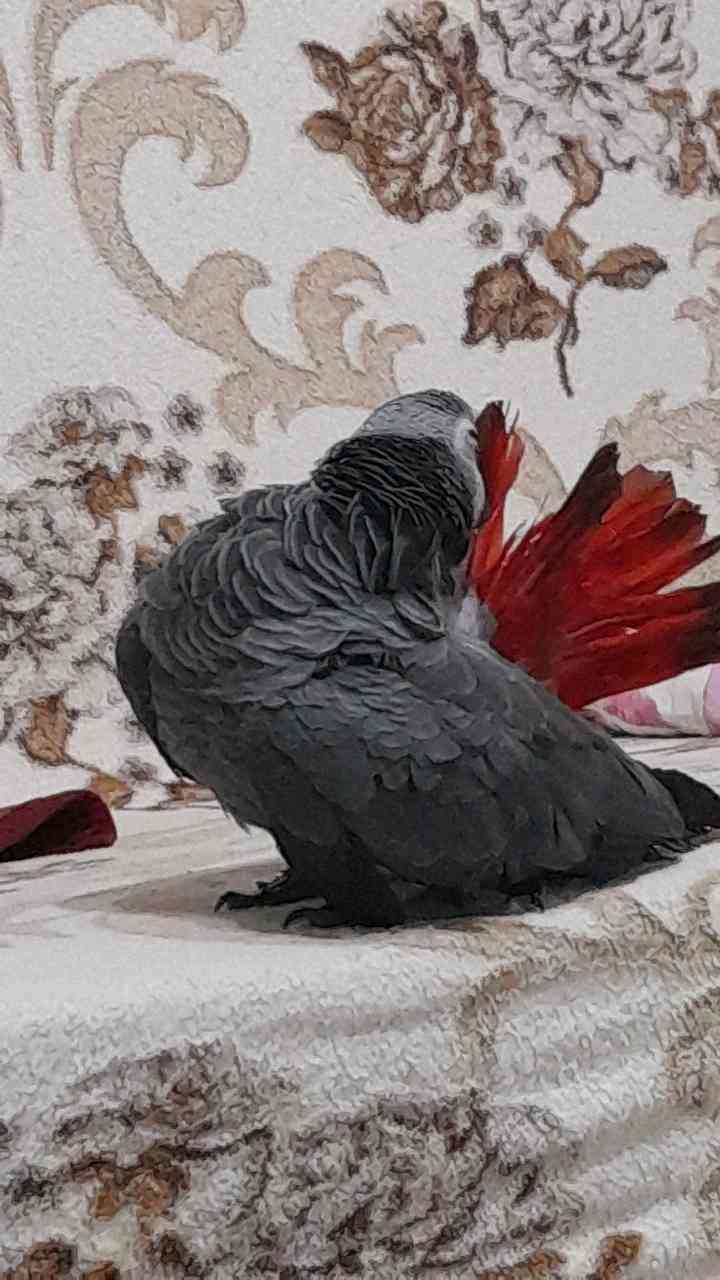 jako papağan 