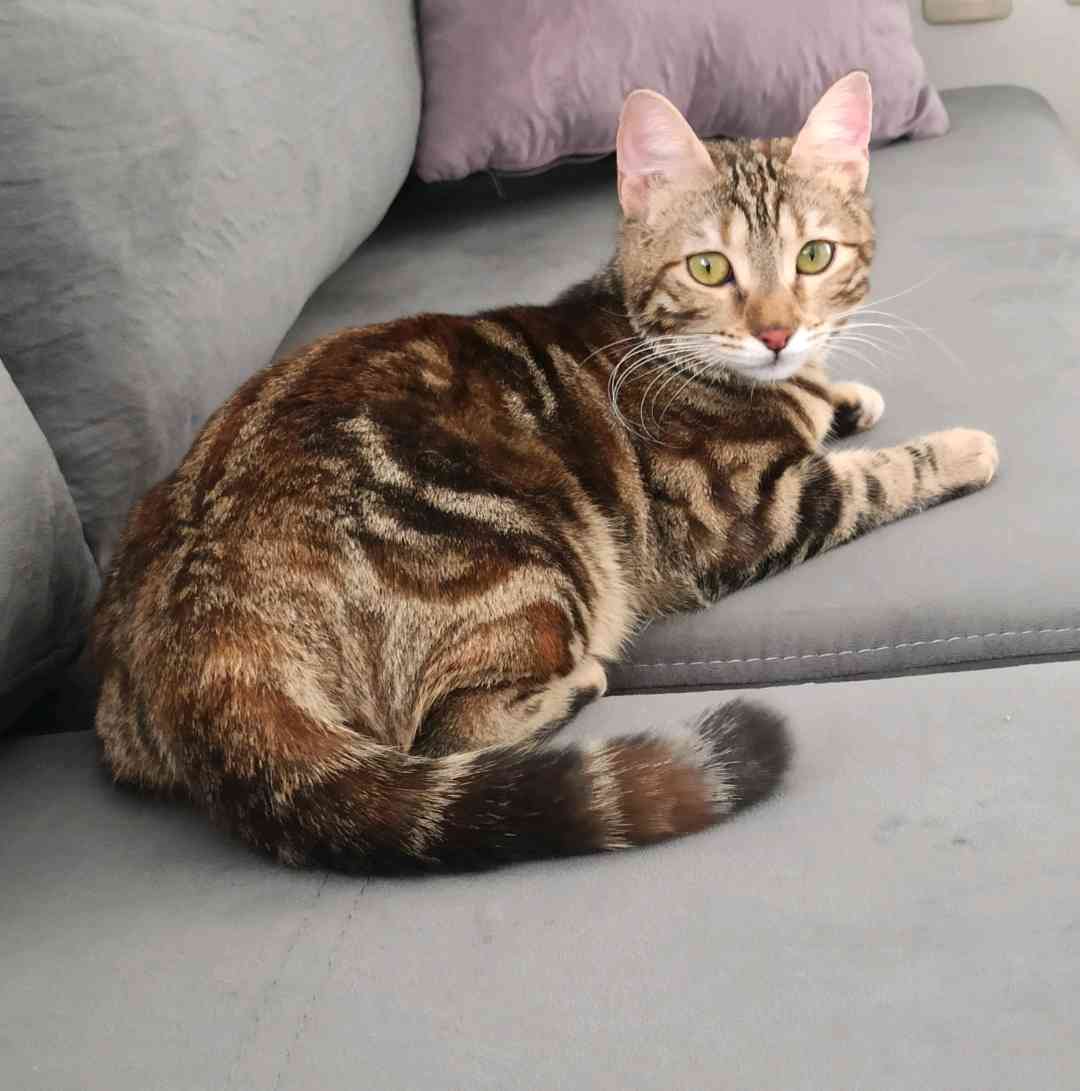 Kedim Kaju İzmir Üçkuyular'da kayıp.Pembe tasmalı tekir