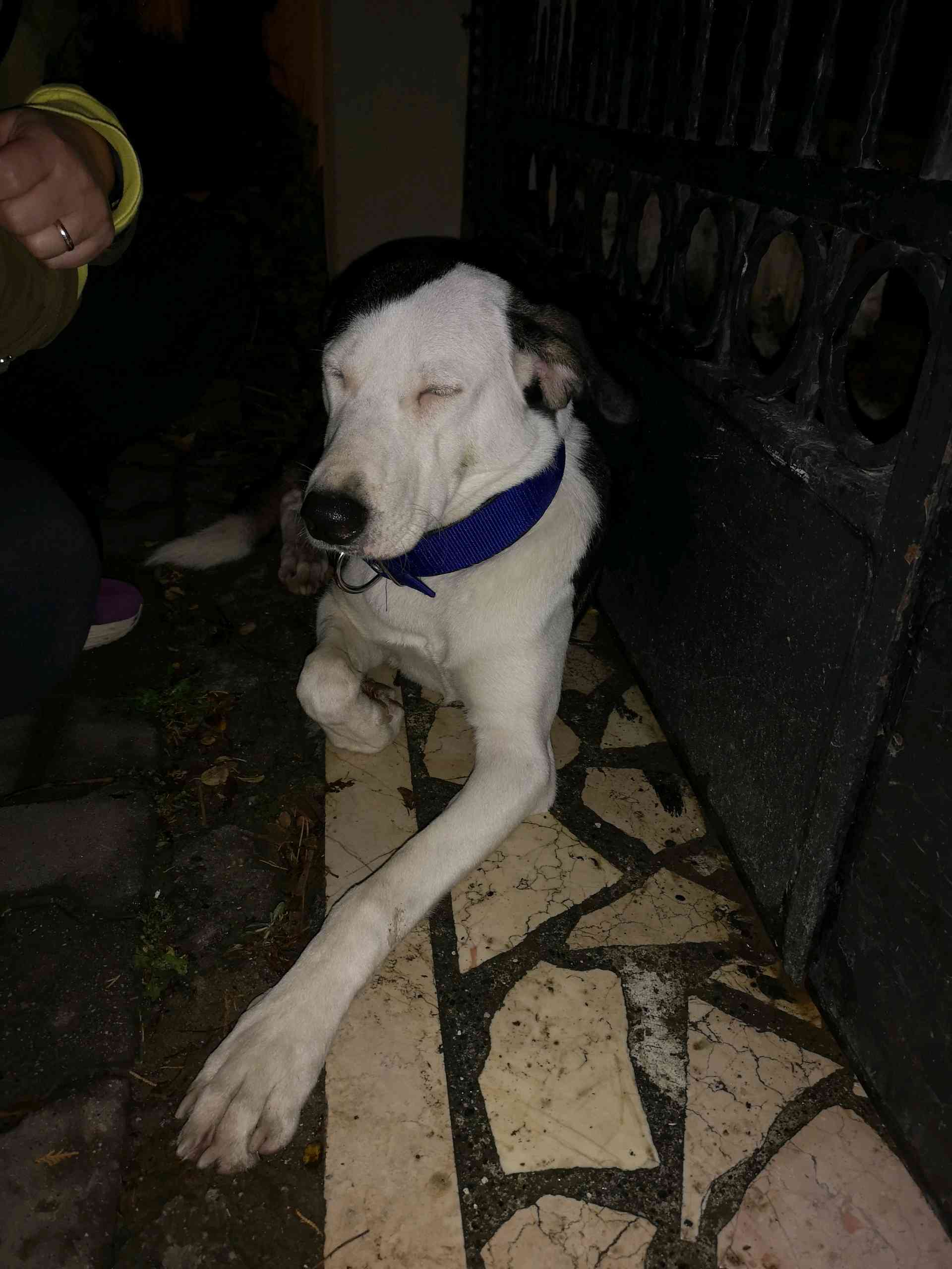 İstanbul merdivenköy mavi tasmalı köpek 