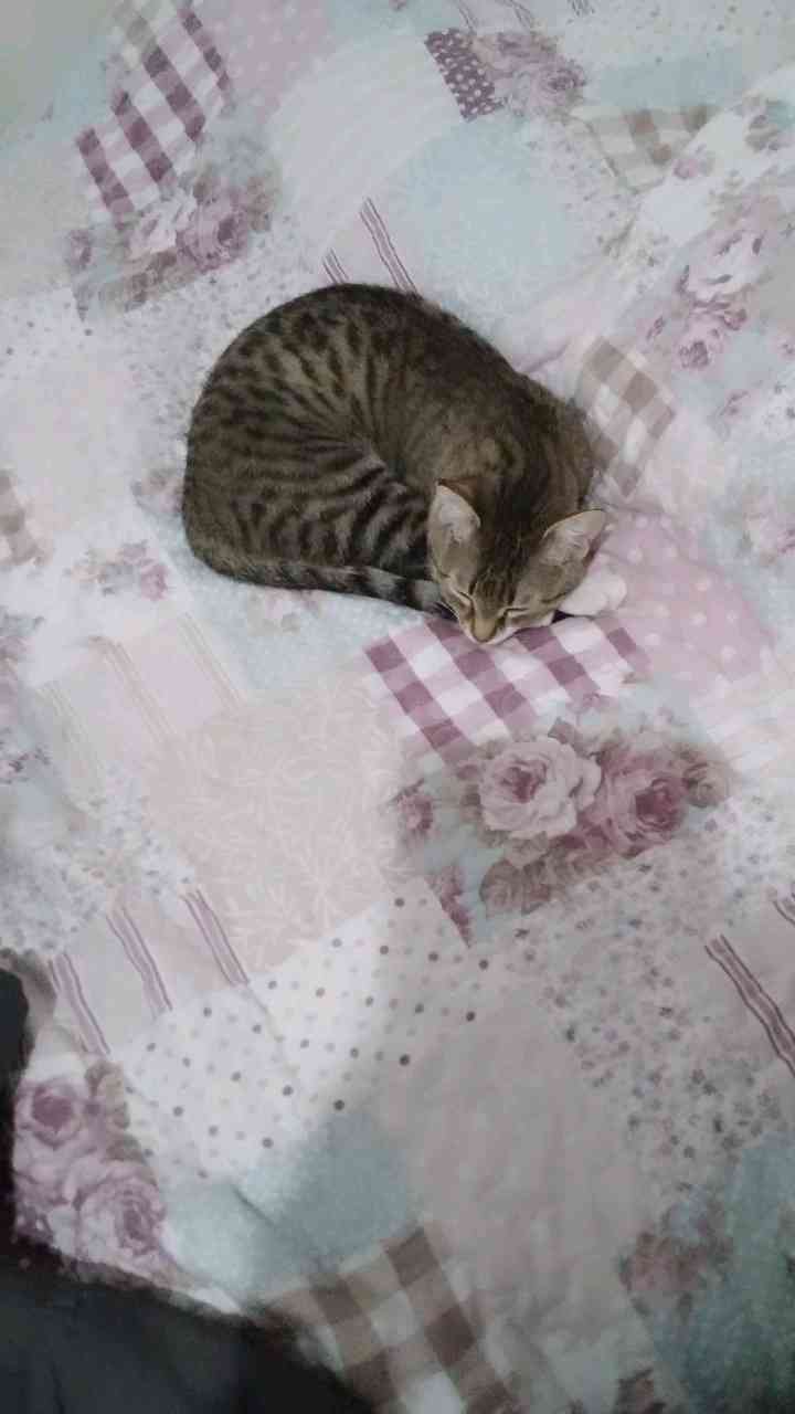 Kedim Badem kayıp Acill bulunmalı