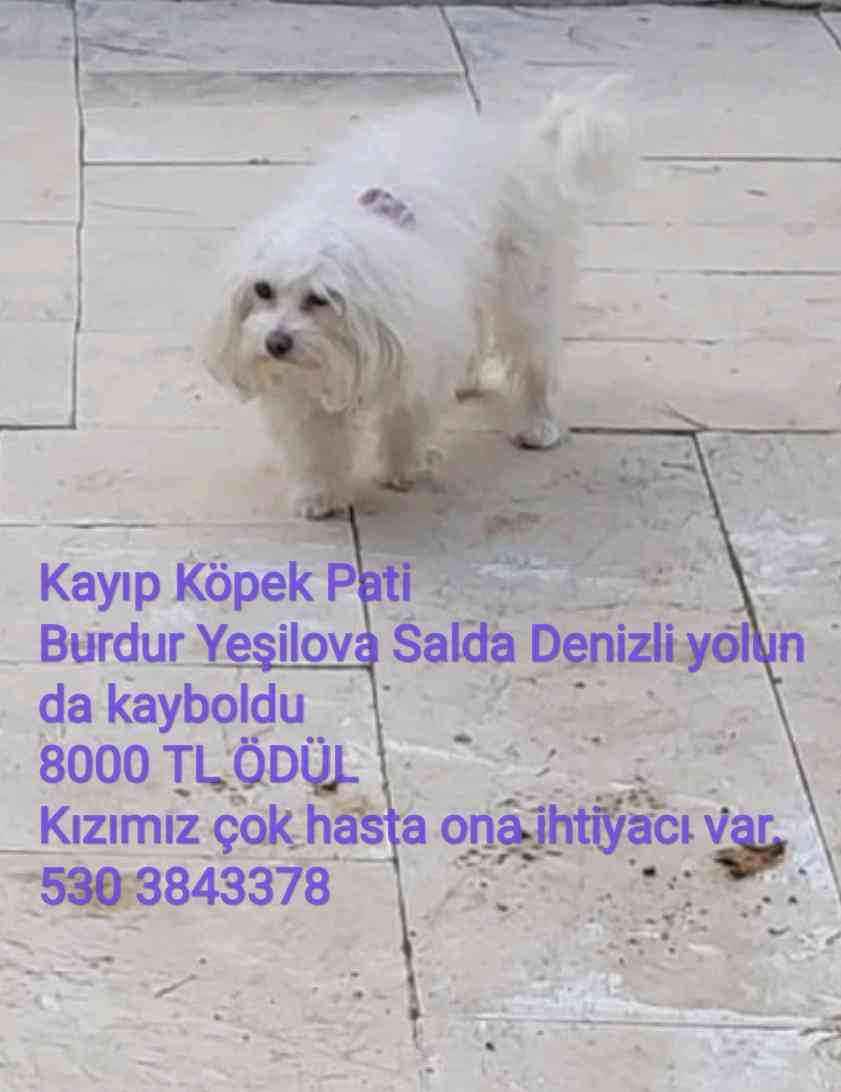 YEŞİLOVA SALDA YOLU MALTESE TERRİER KAYIP 8 BİN TL ÖDÜL