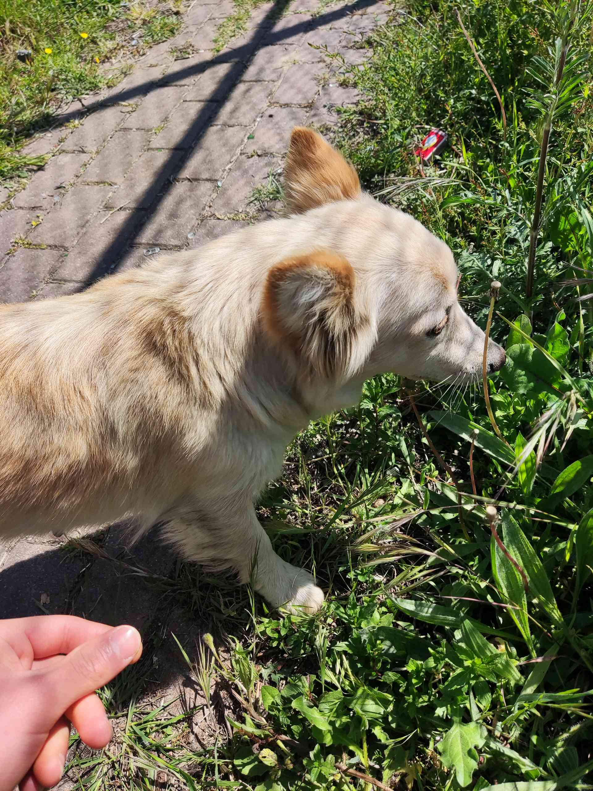 Kayıp sarı köpek