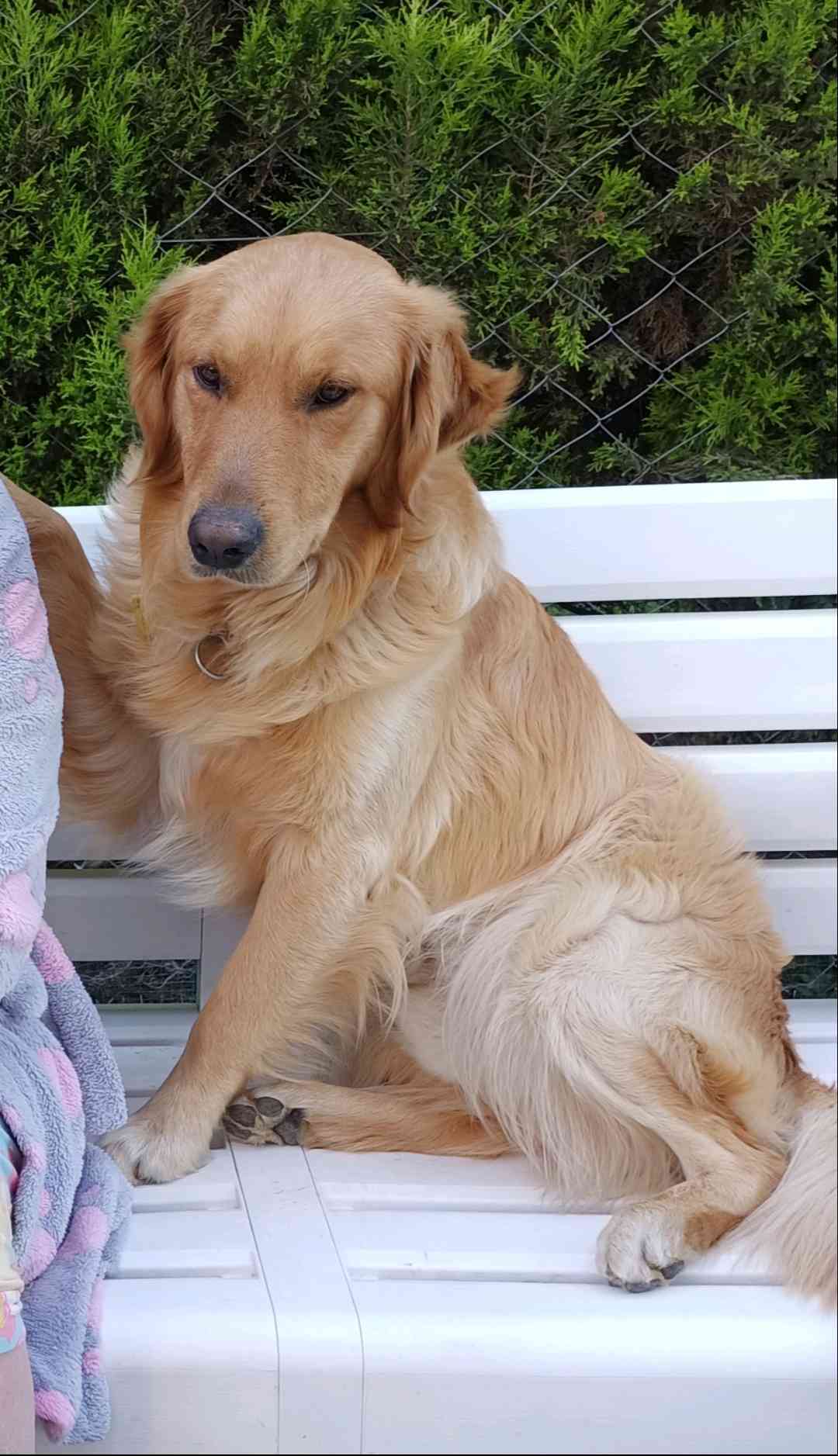 Manisa Akhisar'da golden cinsi köpeğim kayboldu