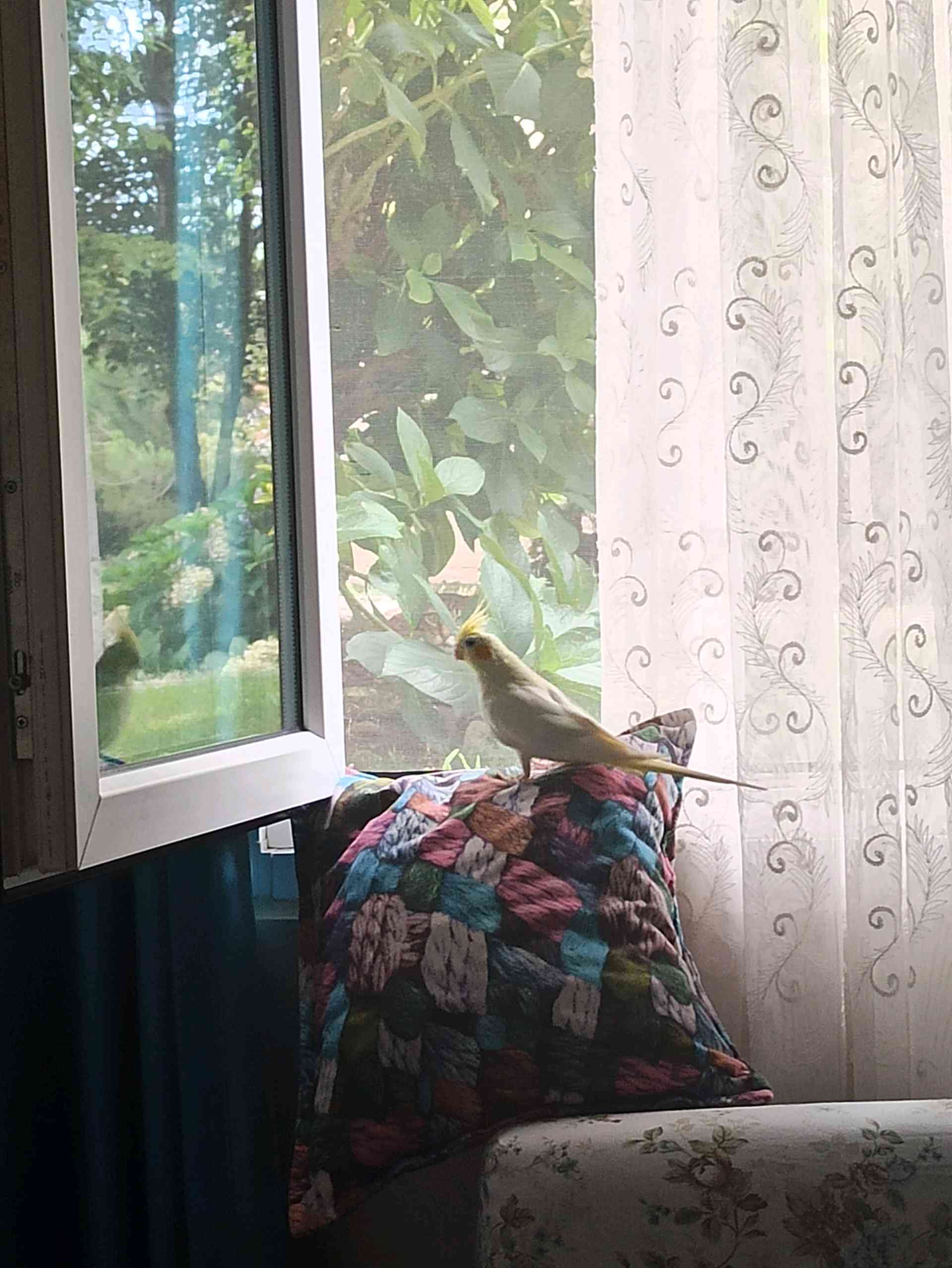 Silivri Selimpaşa'da sarı renkli sultan papağanı