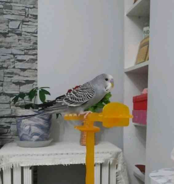 Adı Mutlu, kuşum İstanbul Halkalı'da kayboldu