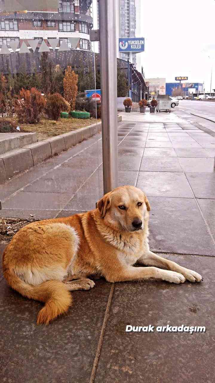 Ankara Mamak'ta Gözleri ela sarı köpeğim kayboldu 