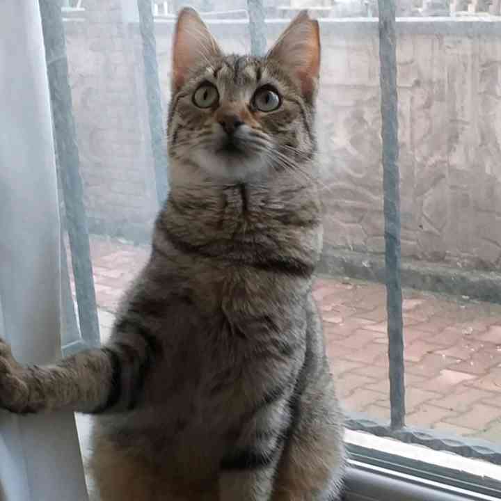 Antalya Kepez Emek mahallesinde gri tekir kedim kayıp 