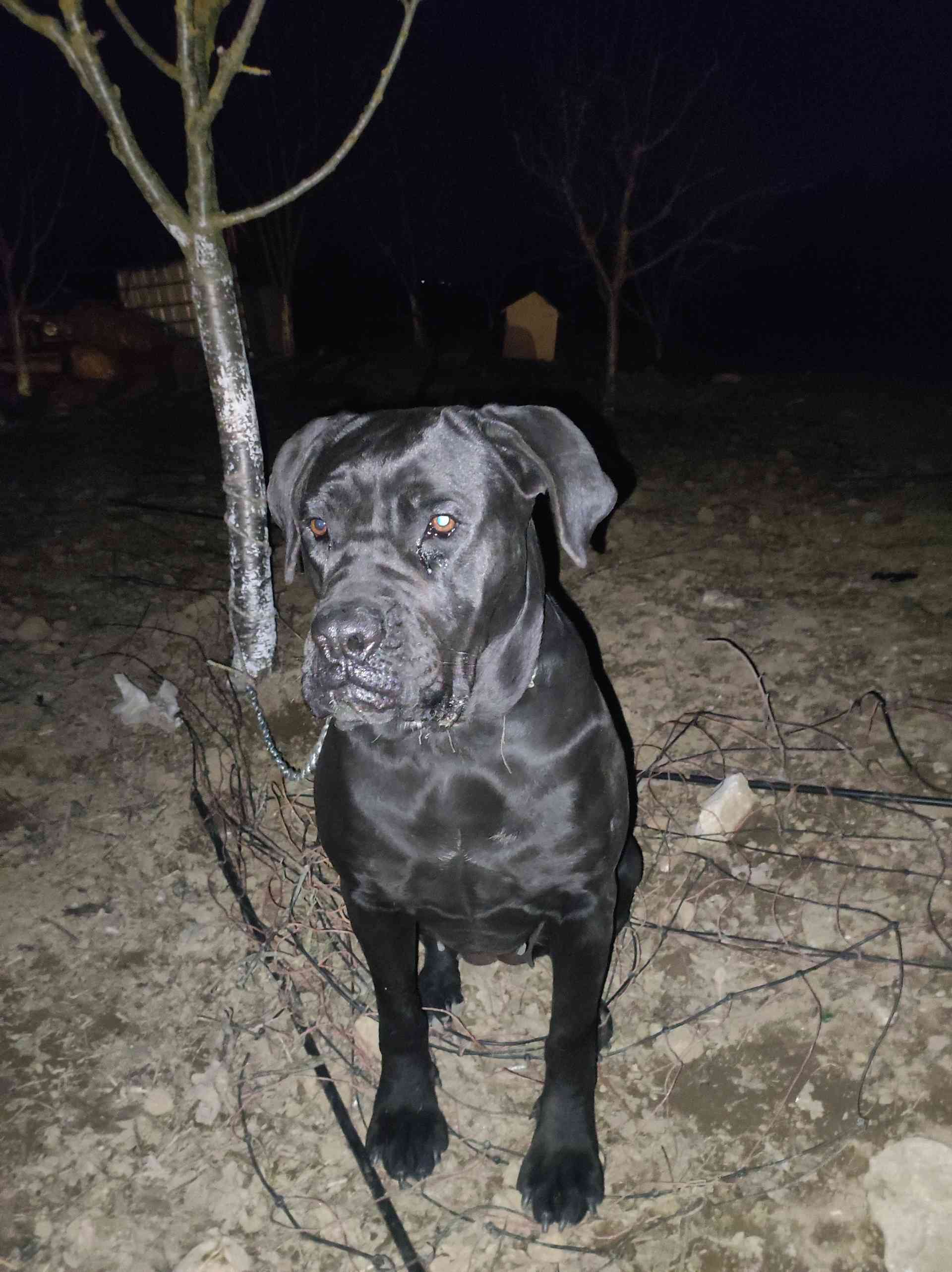 Cane Corso ürünlü Yaylacık çalı bursa