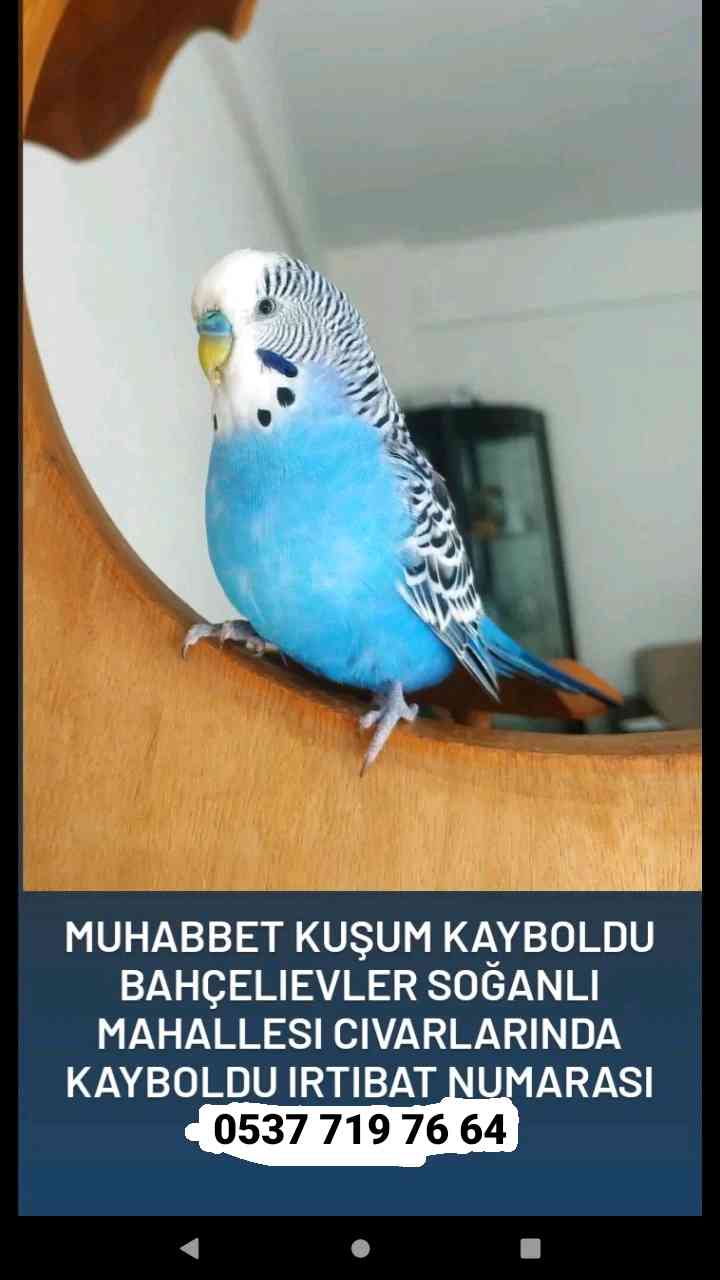 Muhabbet kuşu 