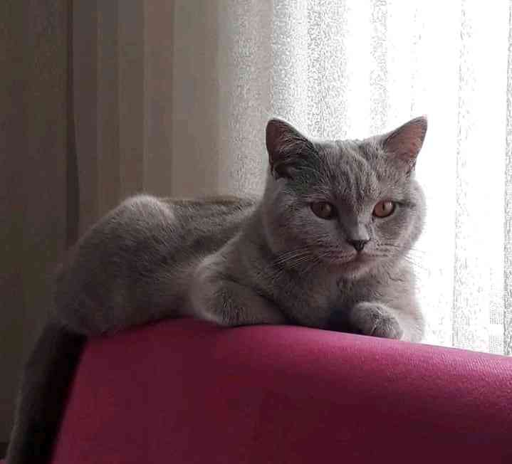 Bursa Nilüfer ege sokak civarları gri tüylü kedim kayıp