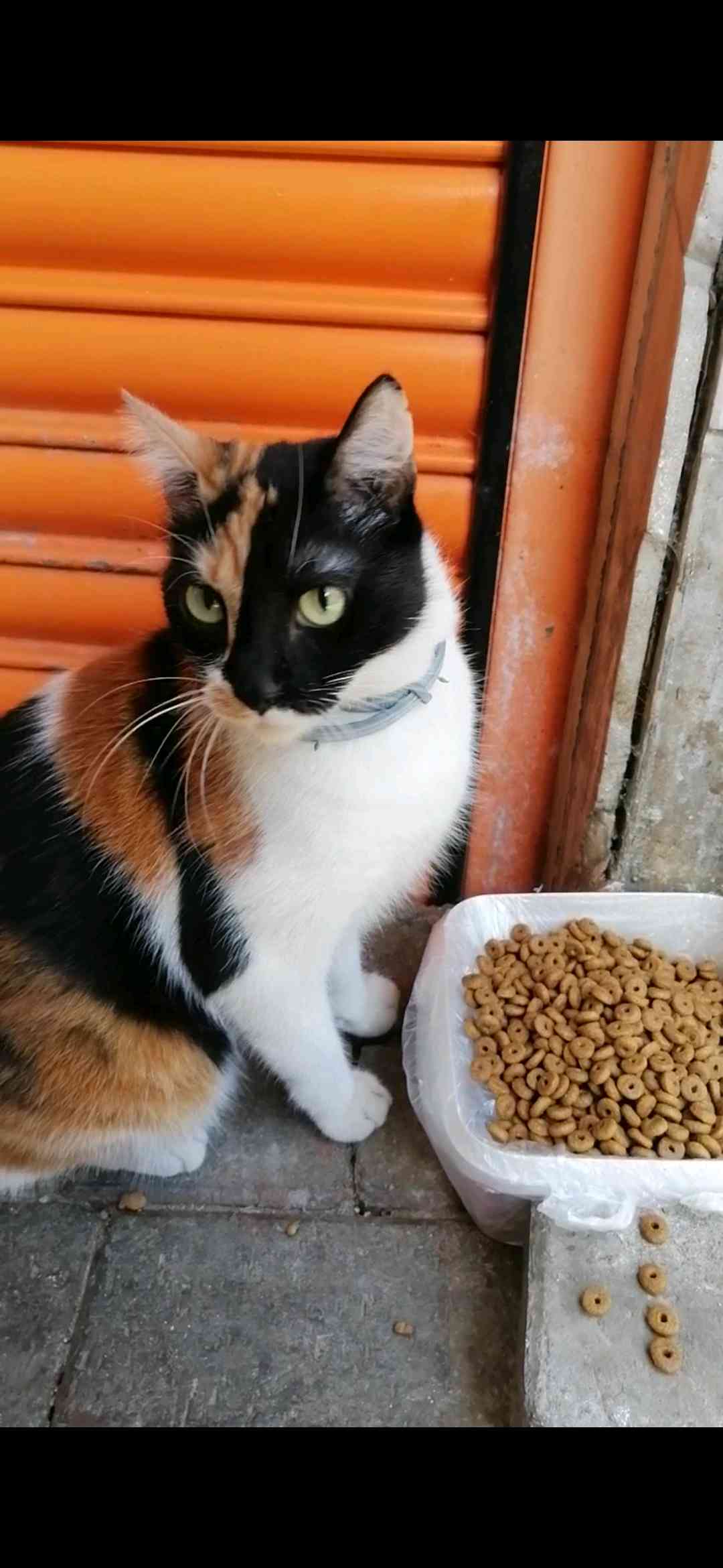 tasmalı kedi İlanı 2849 Gören Duyan