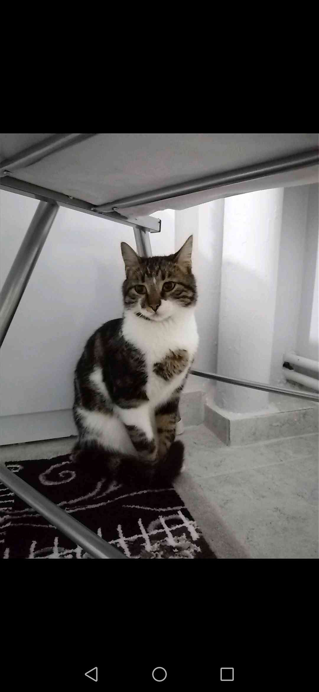 Kayıp Kedi İlanı 4060 Gören Duyan
