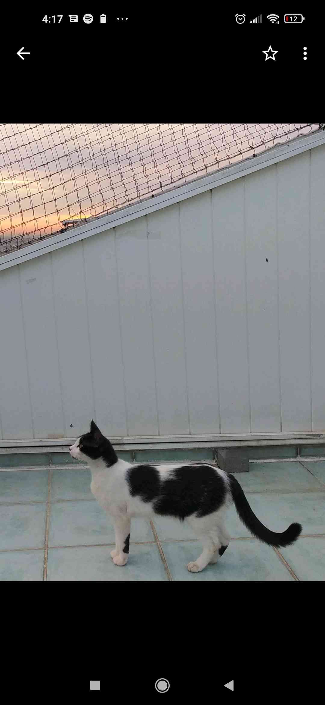 dişi kedi ismi