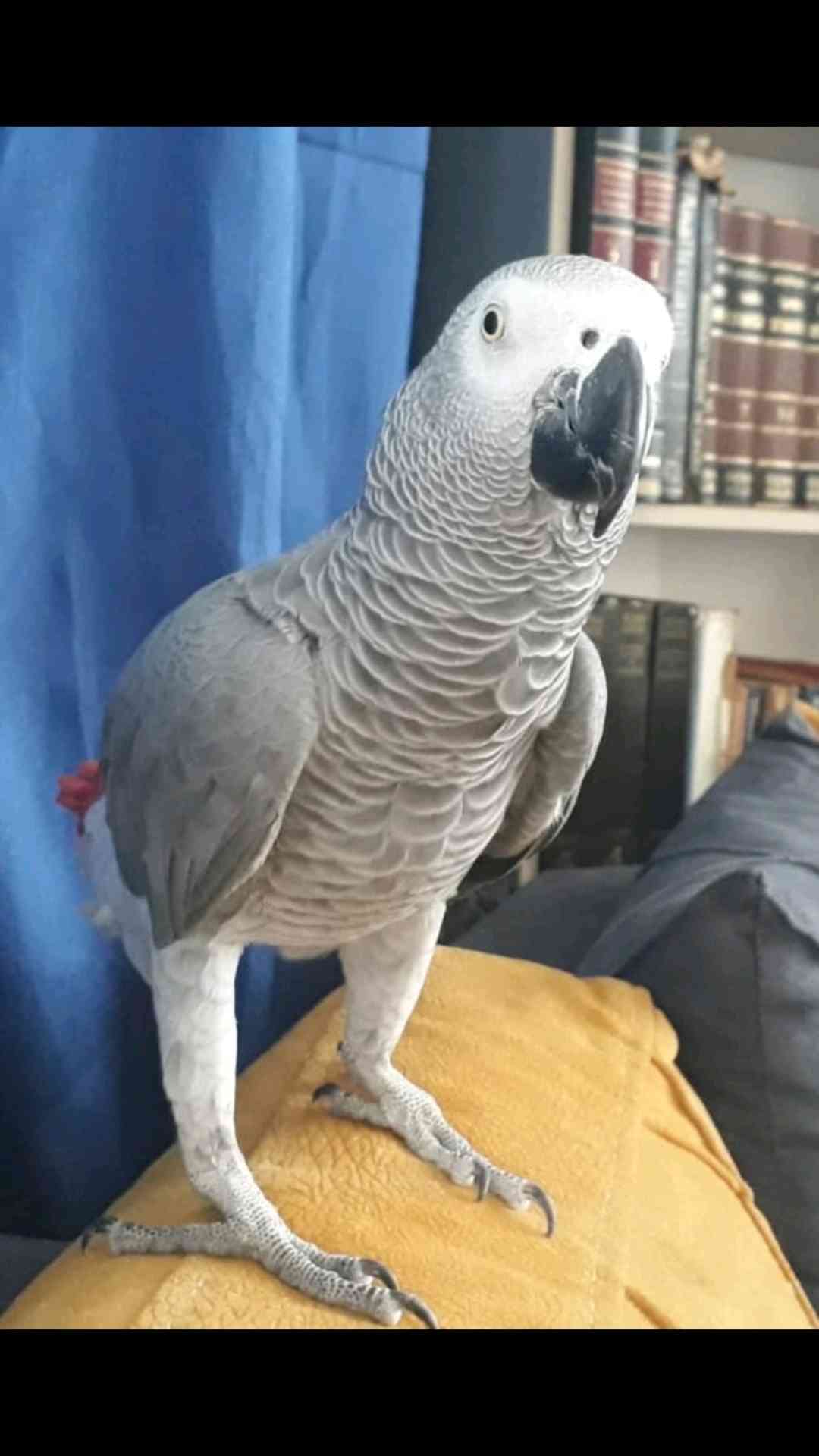  Muratpaşa ermenek mahallesinde Jaco papağanım kayboldu