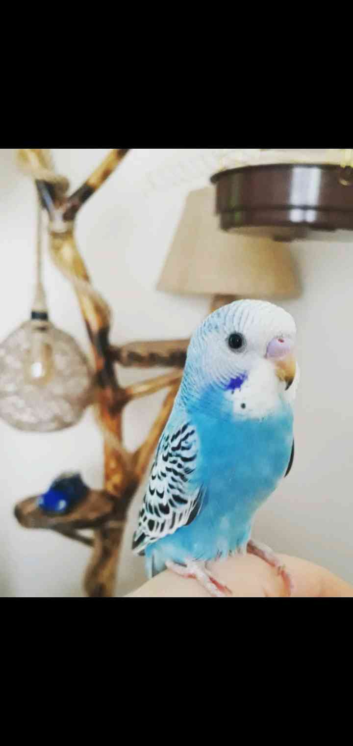 Kayip Muhabbet Kusu Ilanlari Kayip Muhabbet Kuslari Kayip Muhabbet Kusu Ilani Ver Goren Duyan