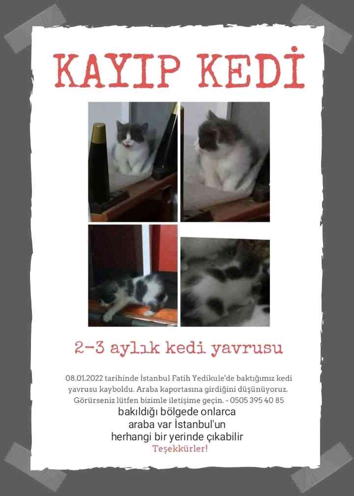İstanbul Yedikule'de kayıp yavru kedi