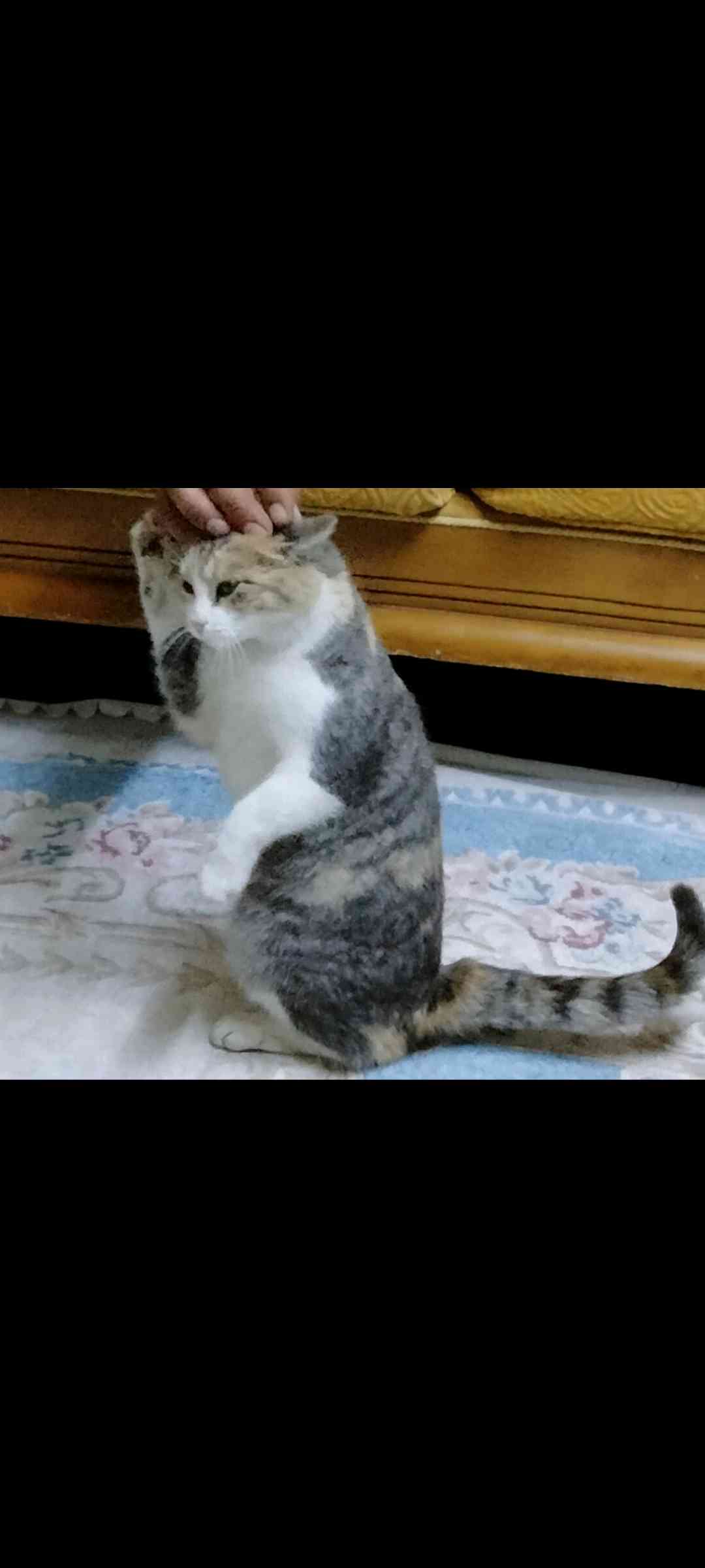 Erzurum da pati kliniğinin orda kedim kaybolmuştur 
