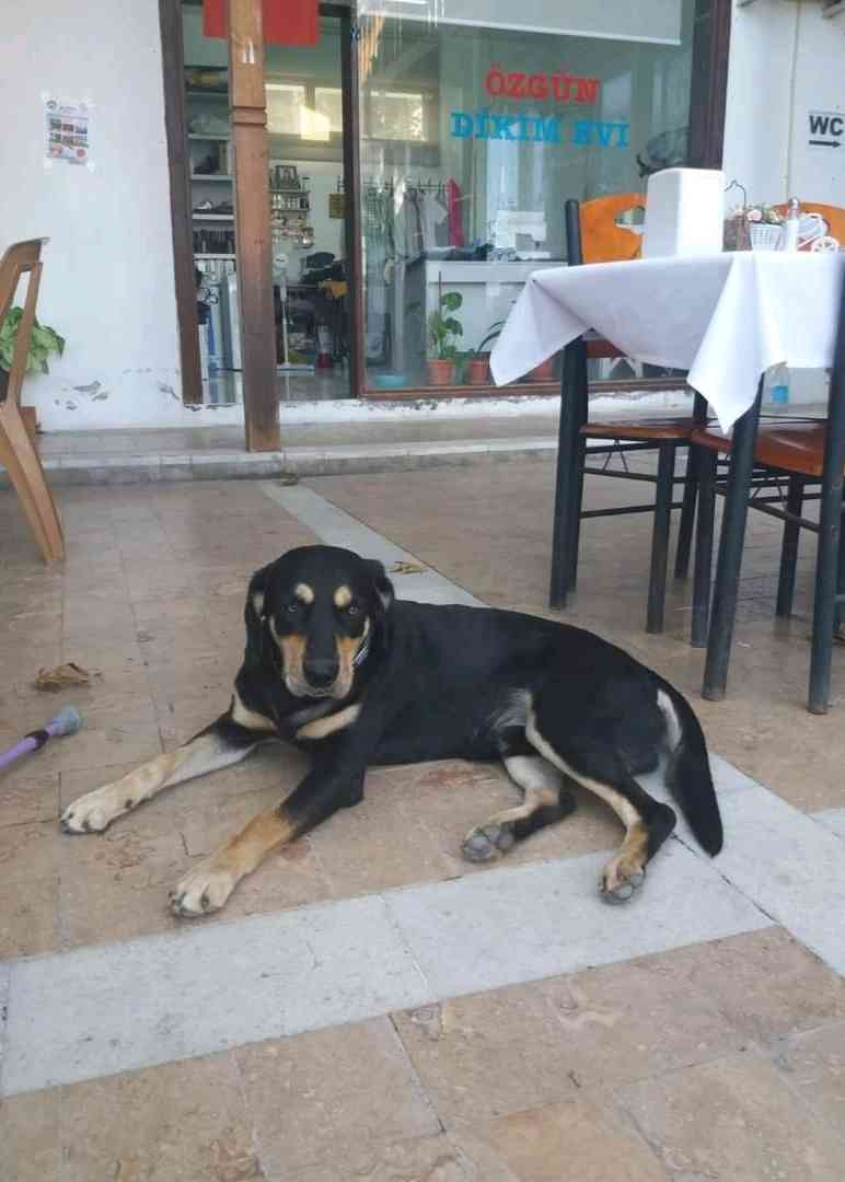 Muğla Akyaka'da köpeğim Miço kayboldu