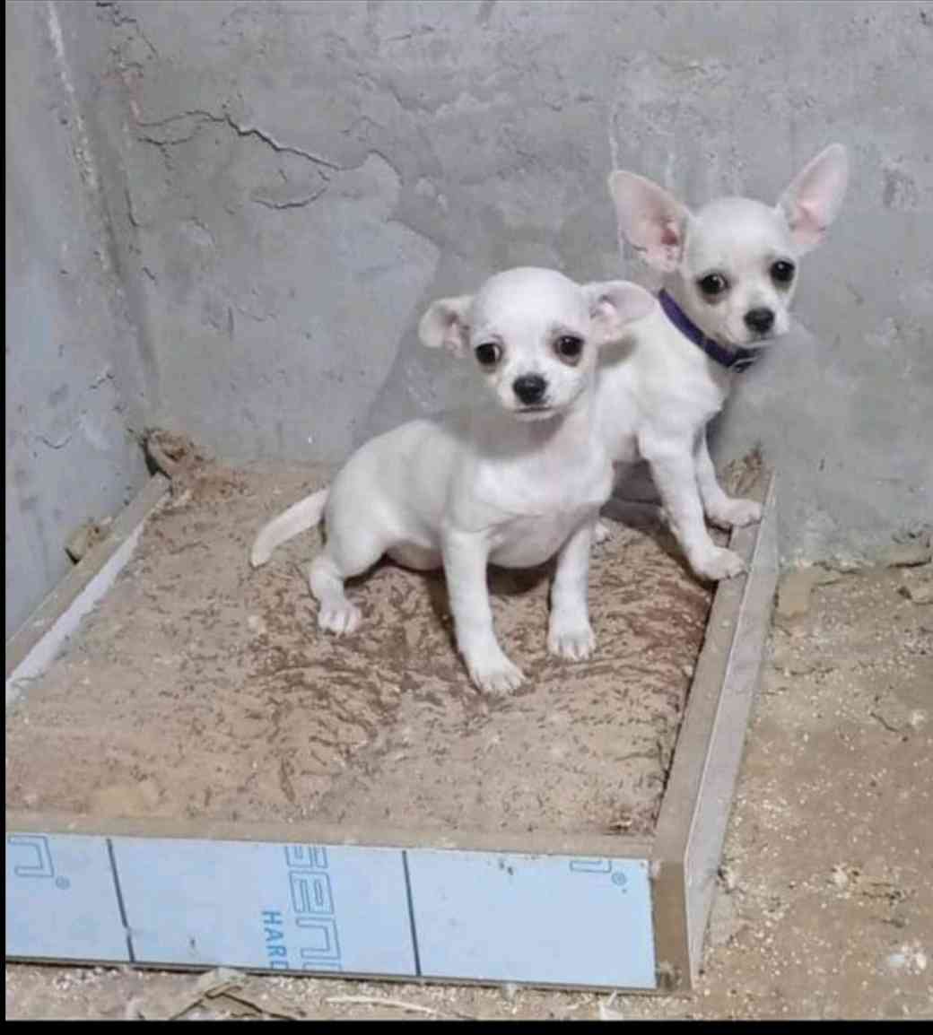 Tekirdağ muratlı da iki tane chihuahua cinsi köpeğim