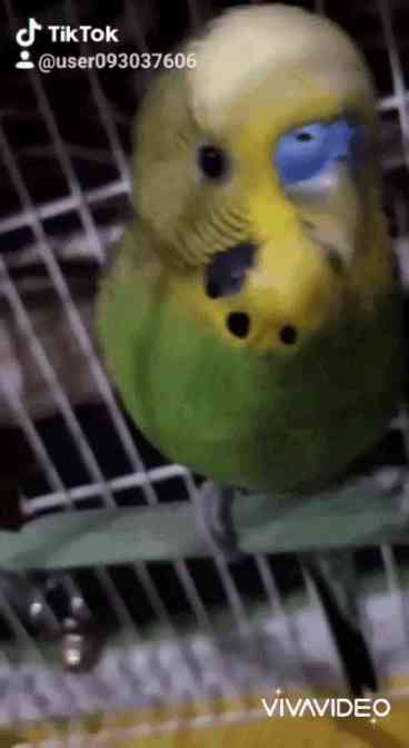 yeşil muhabbet kuşum kaALLAH rızası için yardımcı olun