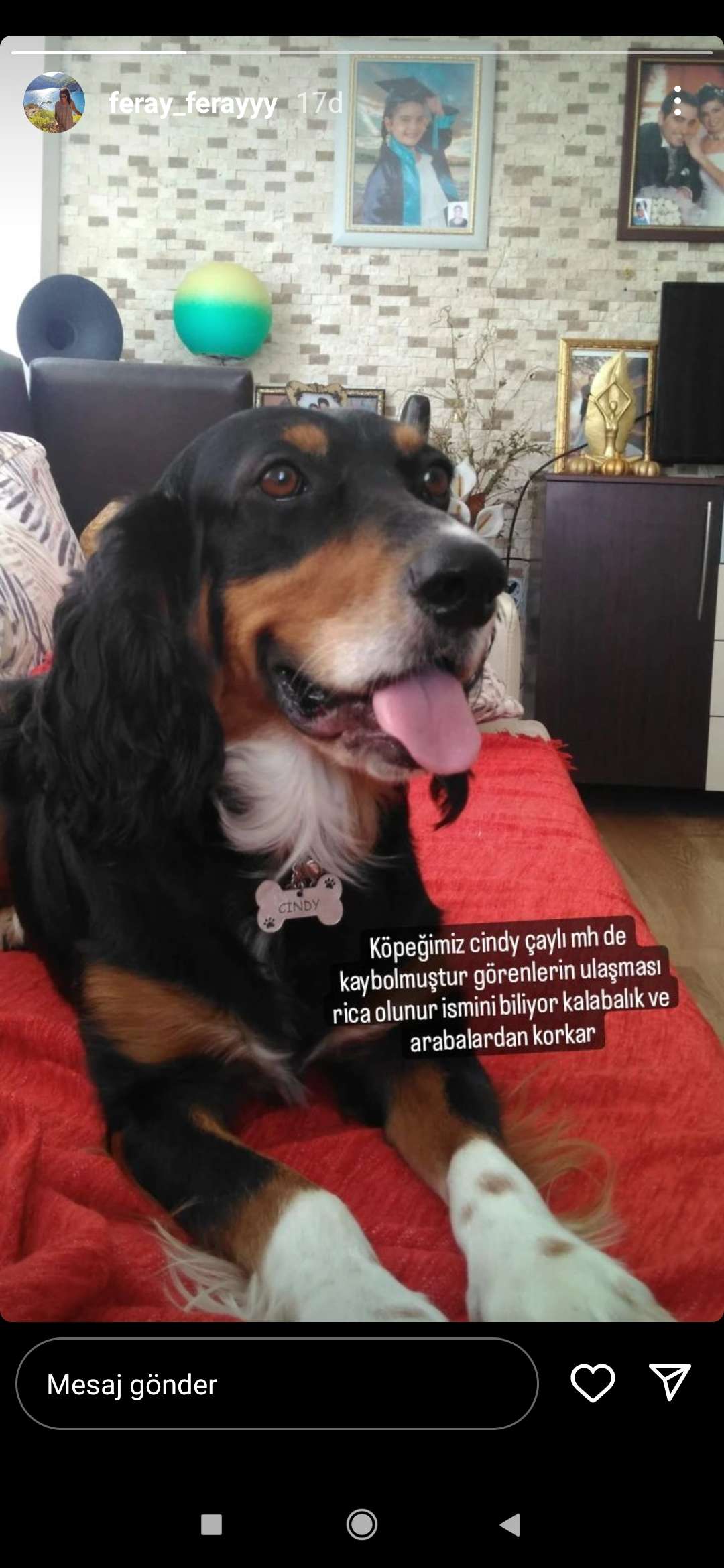 Kayıp köpek