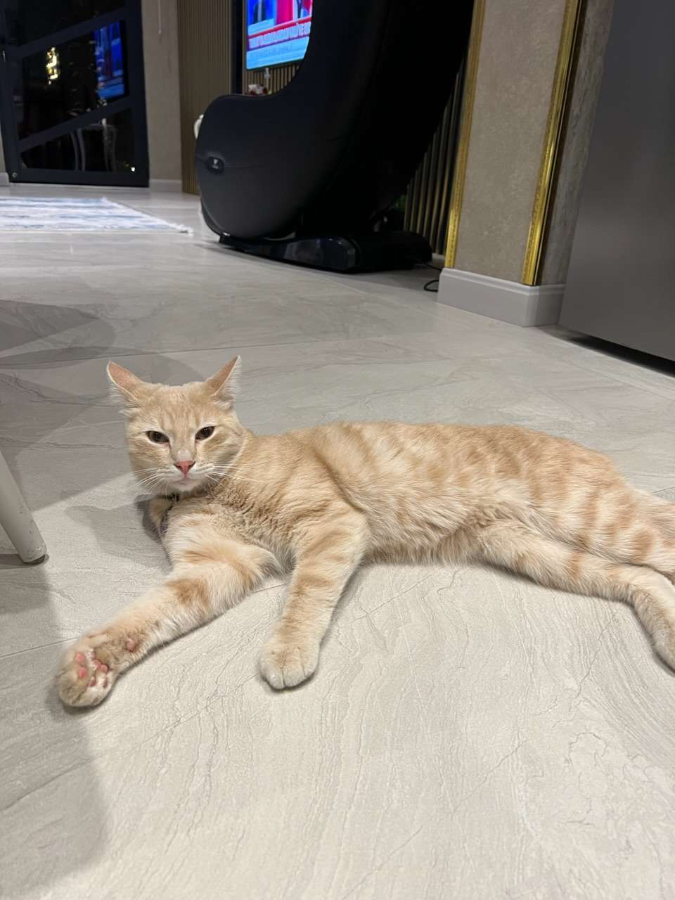 Sütlaç Kedi Sahibi Aranıyor