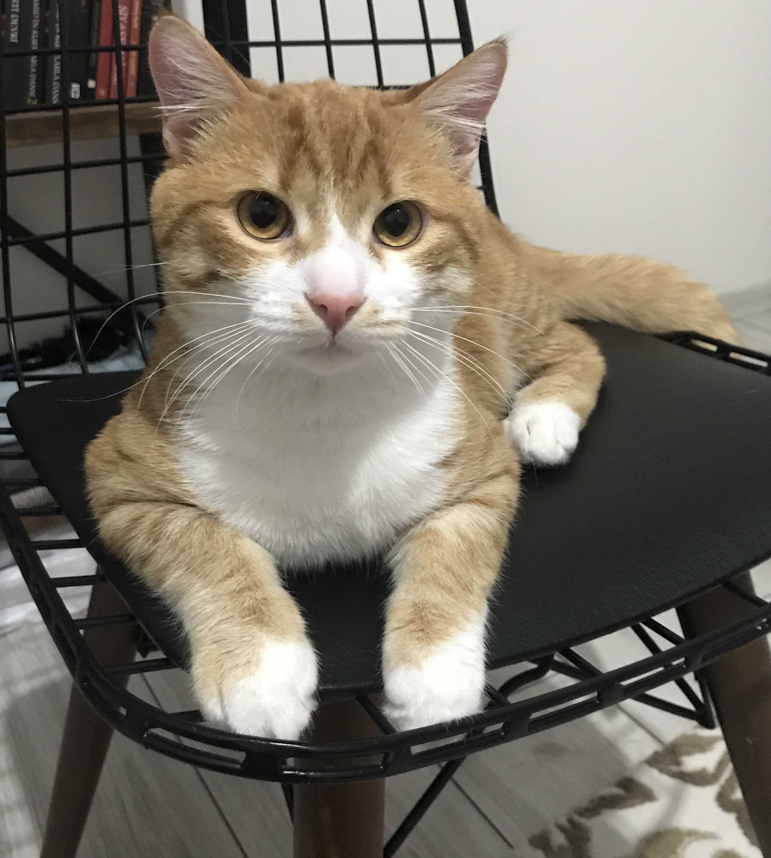 Kedimiz Tarçın Kayıp İlanı 6532 Gören Duyan