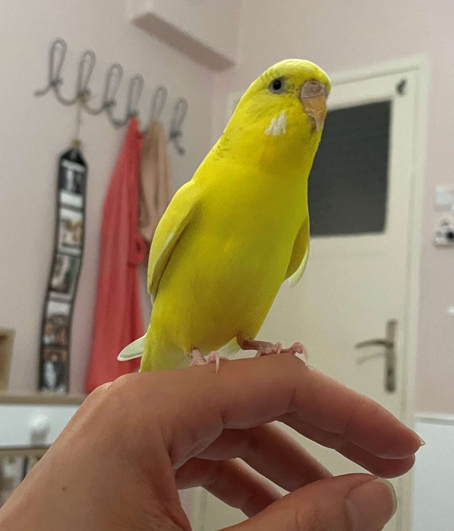 muhabbet kuşu limon