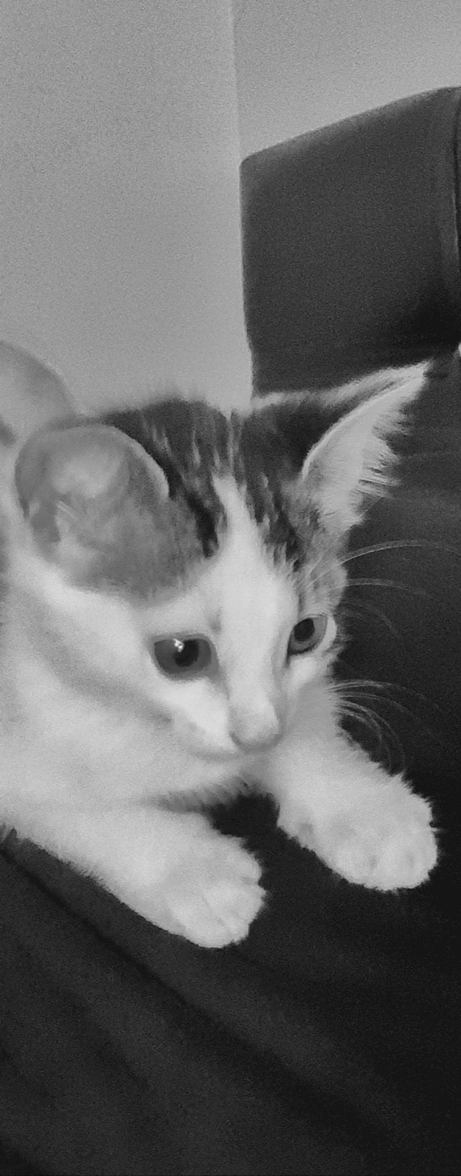 Tuzla Kayip Yavru Kedi İlanı 2581 Gören Duyan