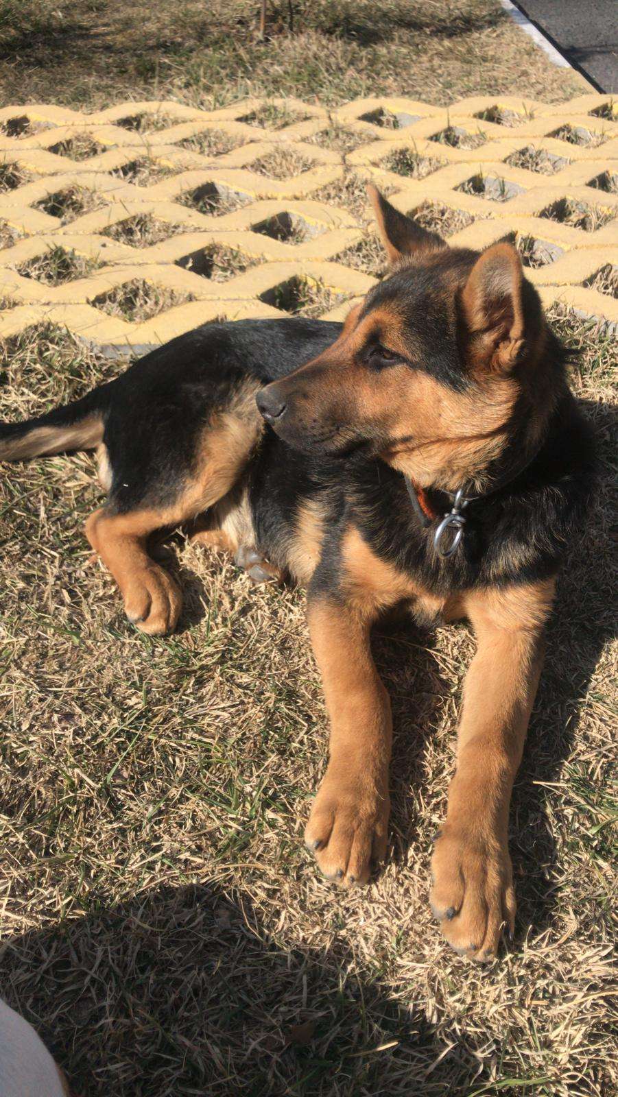 Kayıp 3.5 aylık kurt alman çoban köpeği 